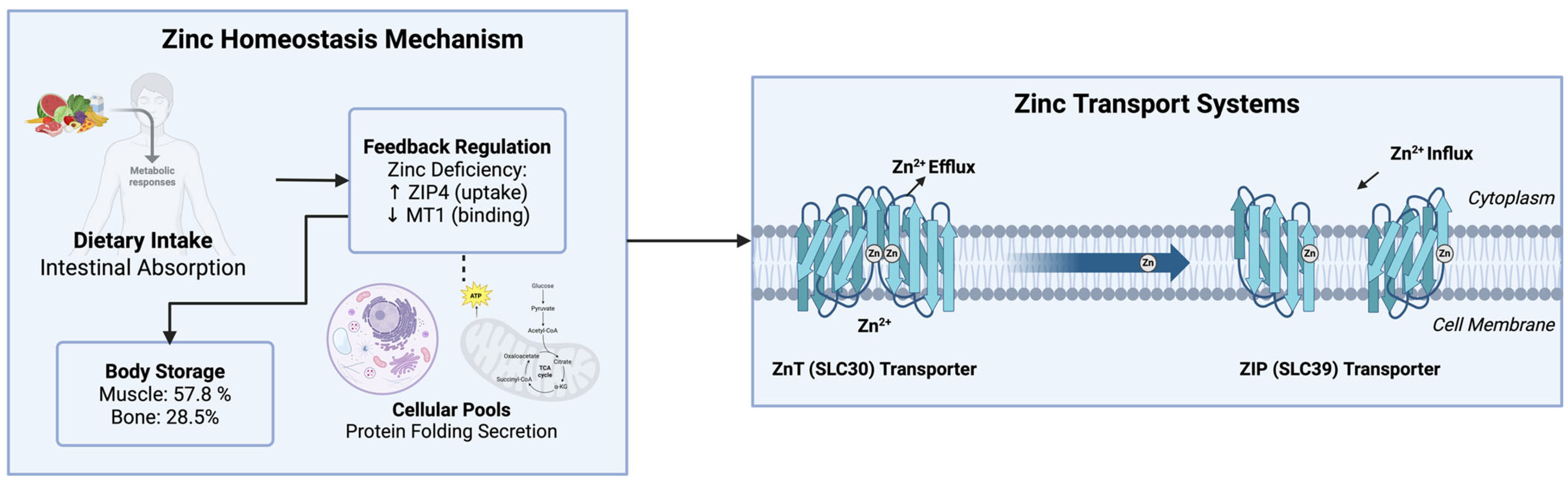 Nutrients 17 03375 g001