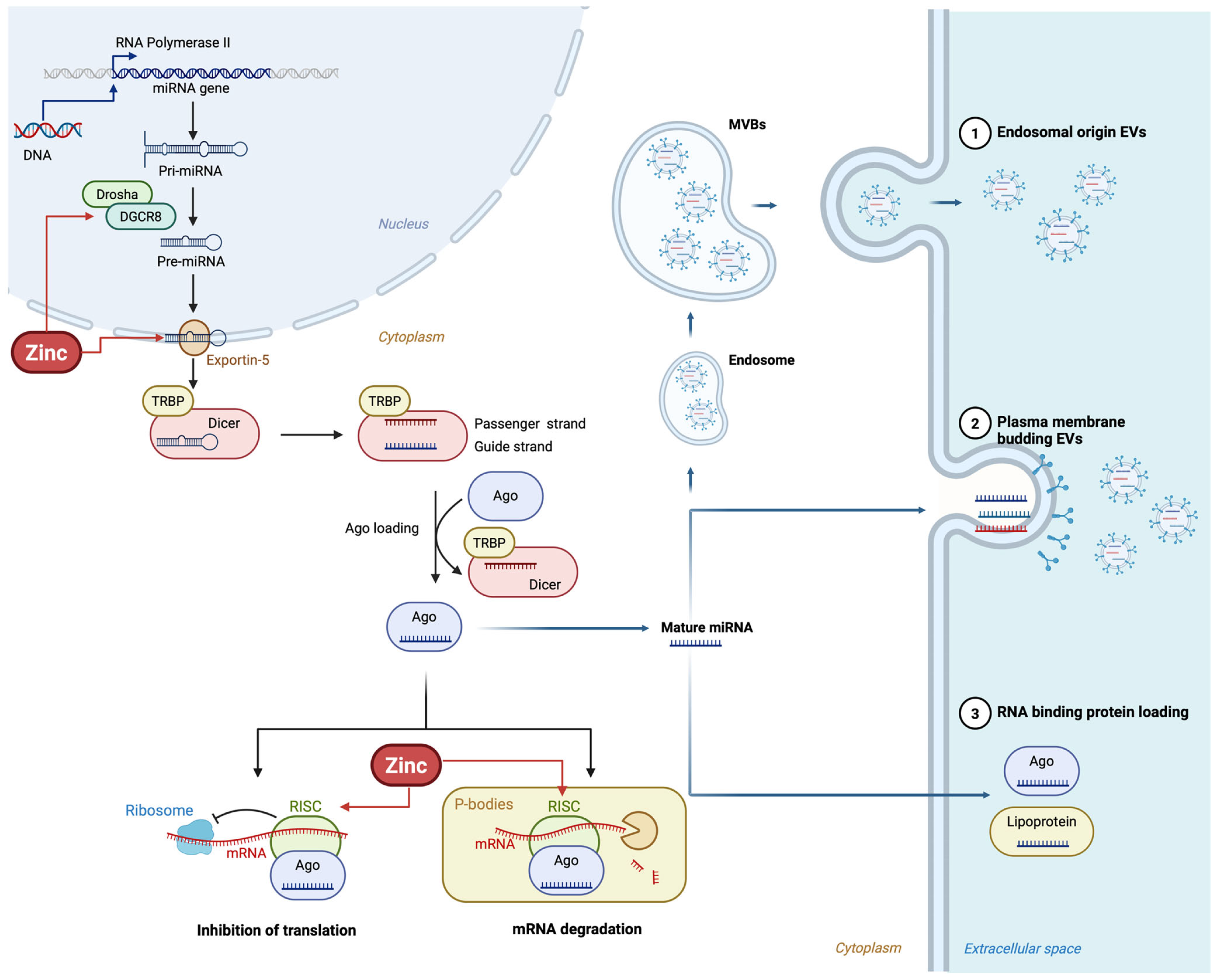 Nutrients 17 03375 g003