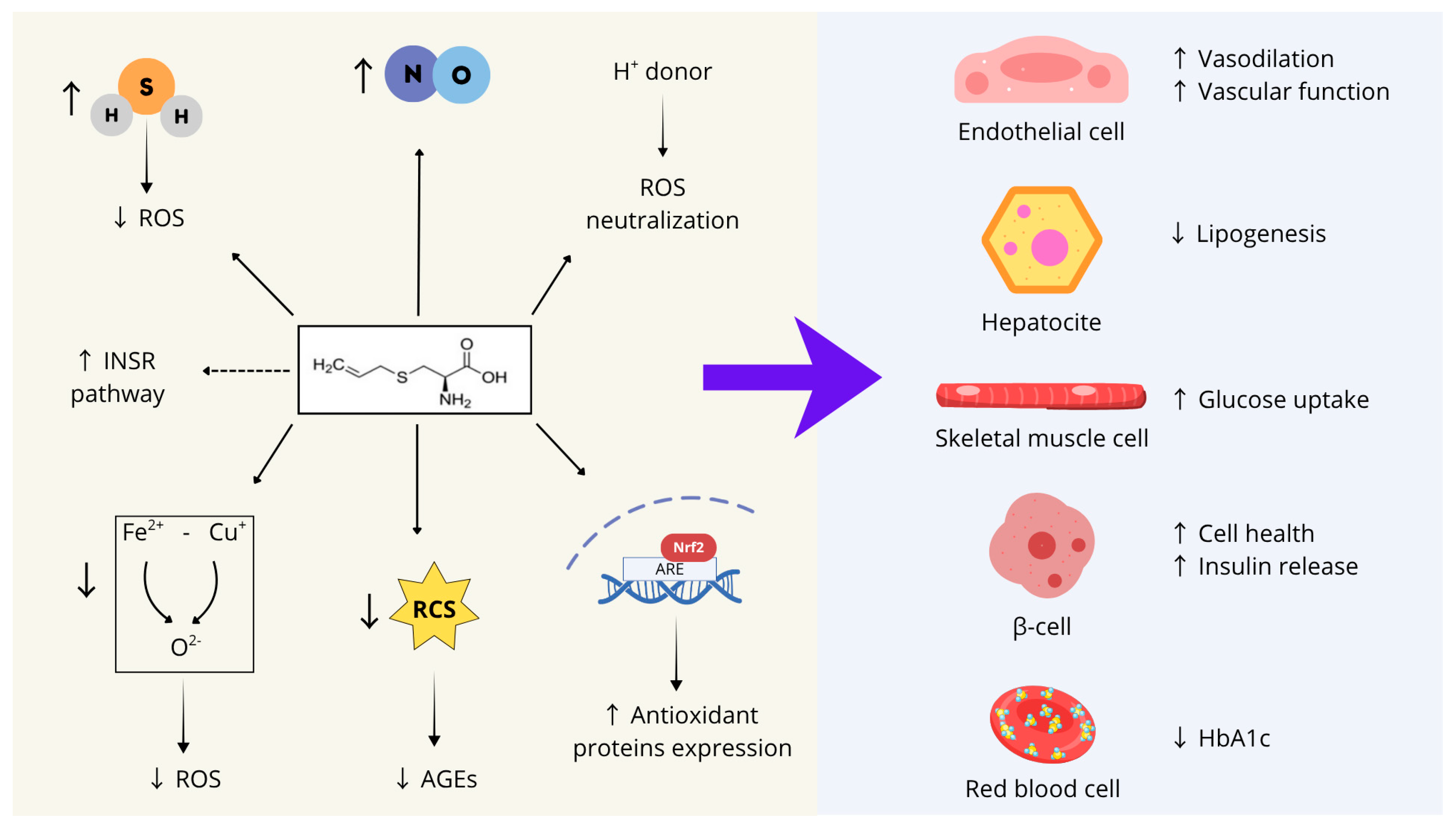 Nutrients 17 03394 g002