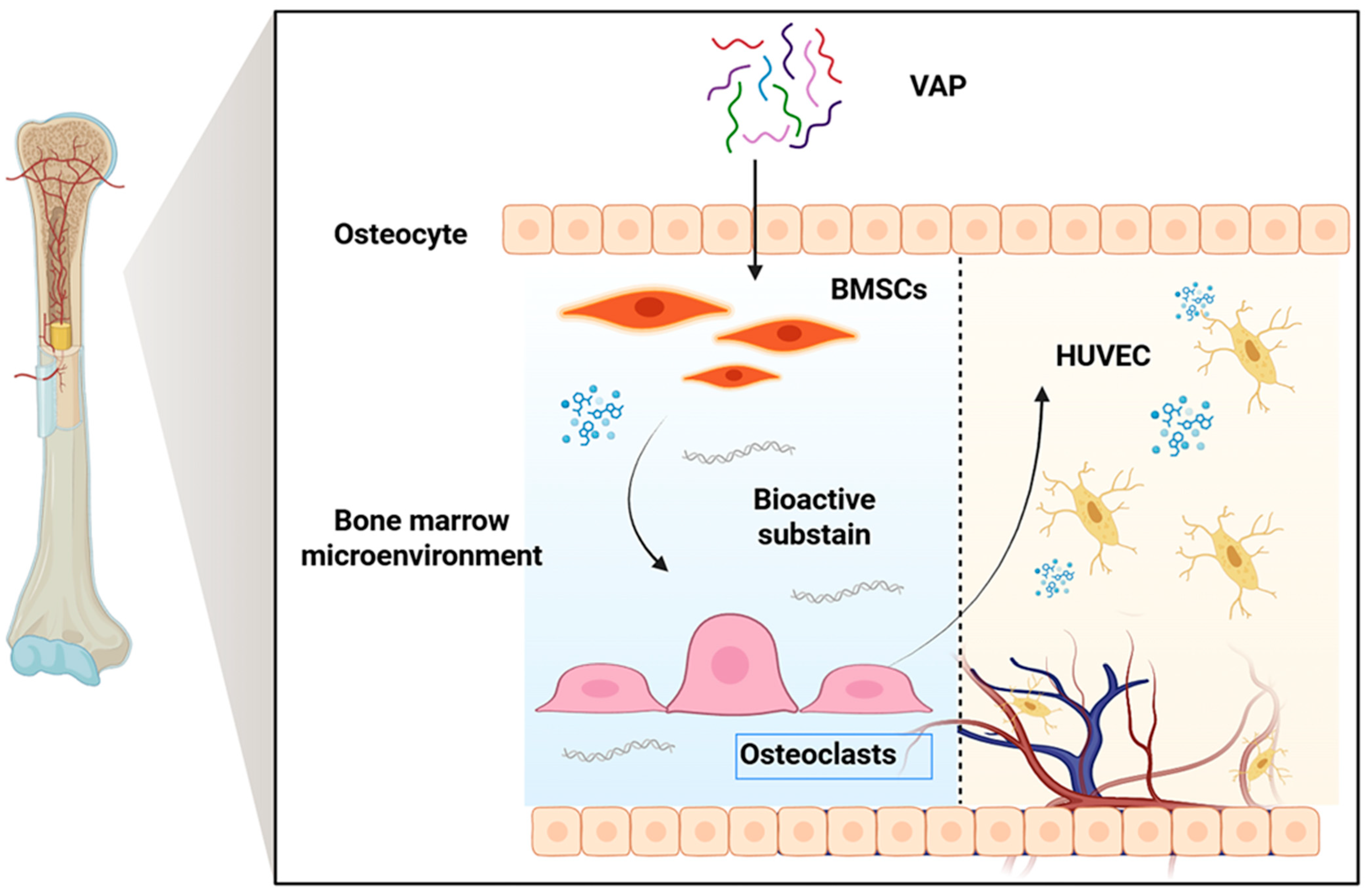 Nutrients 17 03428 g001 Nutrients 17 03428 g001