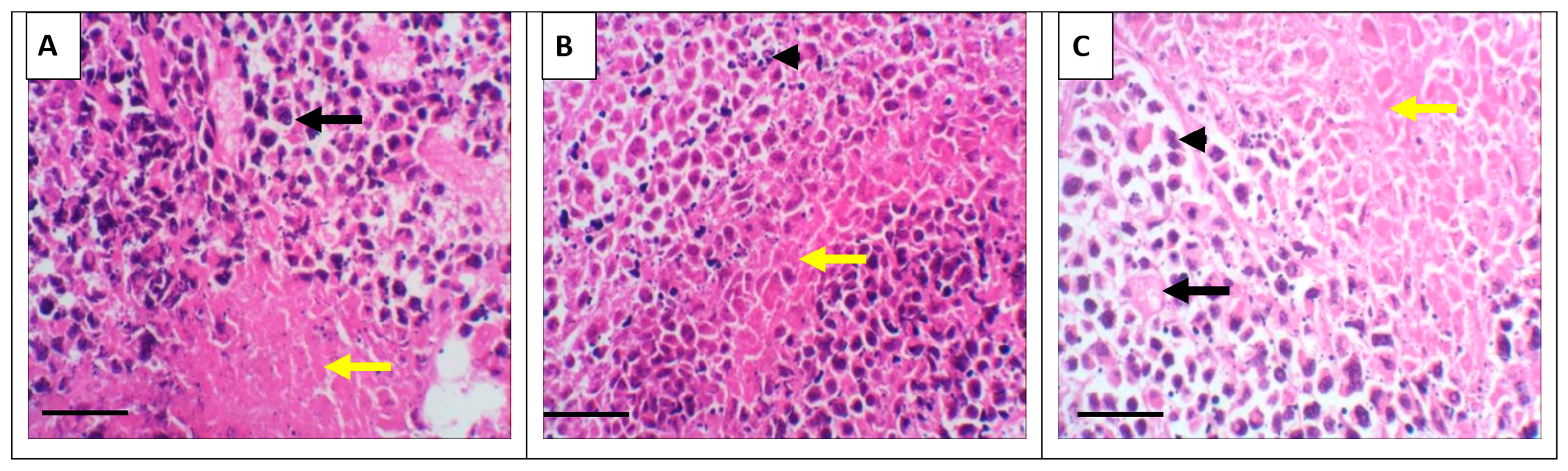 Nutrients 17 03450 g005