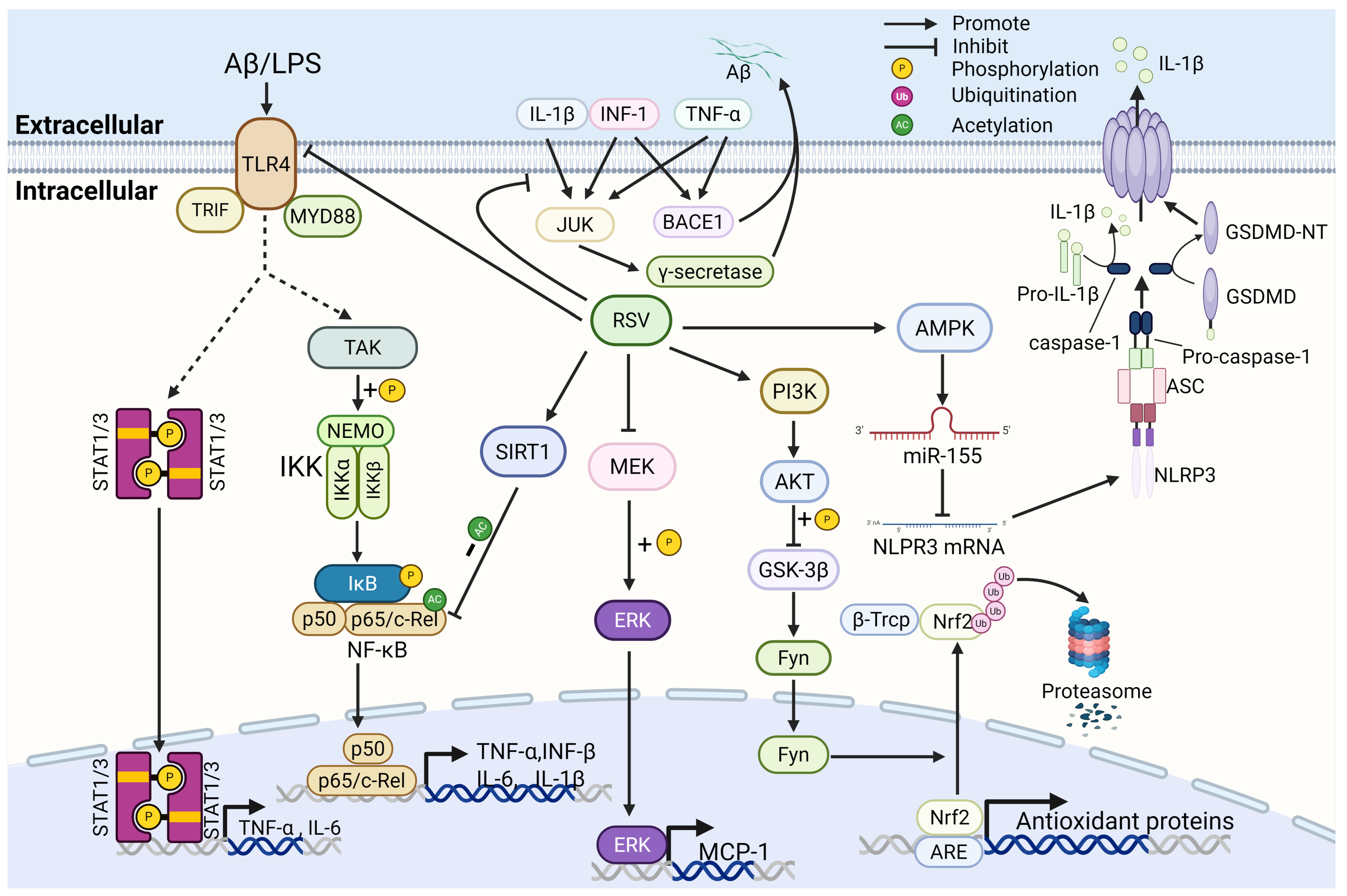 Nutrients 17 03451 g002 Nutrients 17 03451 g002