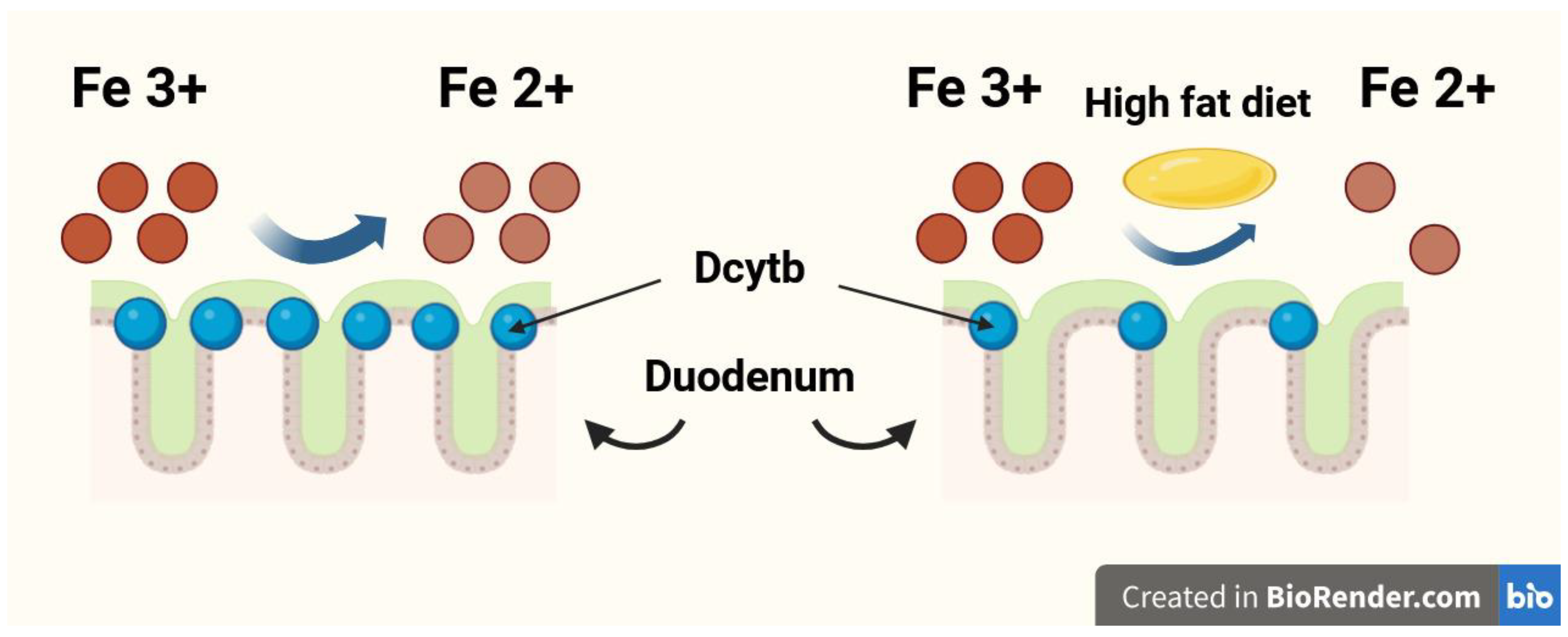 Nutrients 17 03454 g001 Nutrients 17 03454 g001