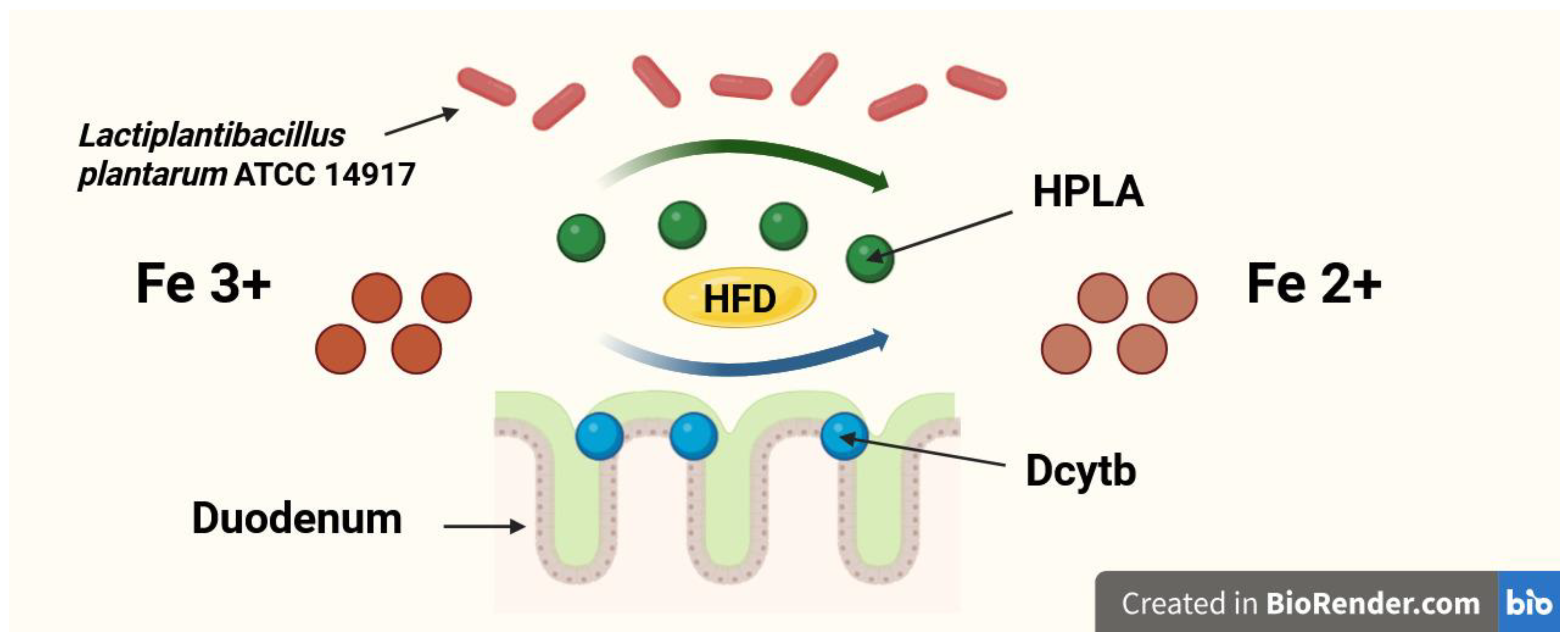 Nutrients 17 03454 g002 Nutrients 17 03454 g002