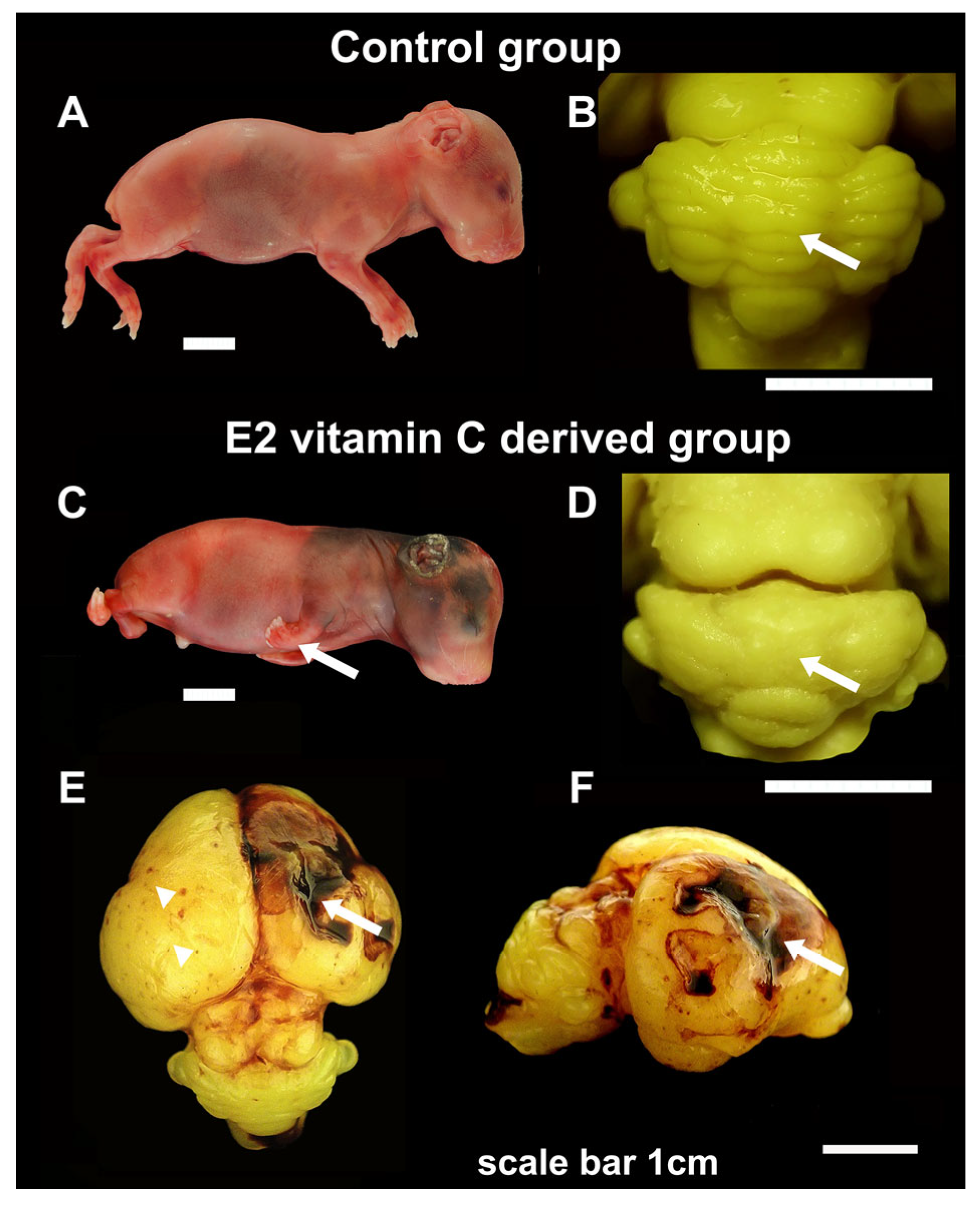 Nutrients 17 03484 g001