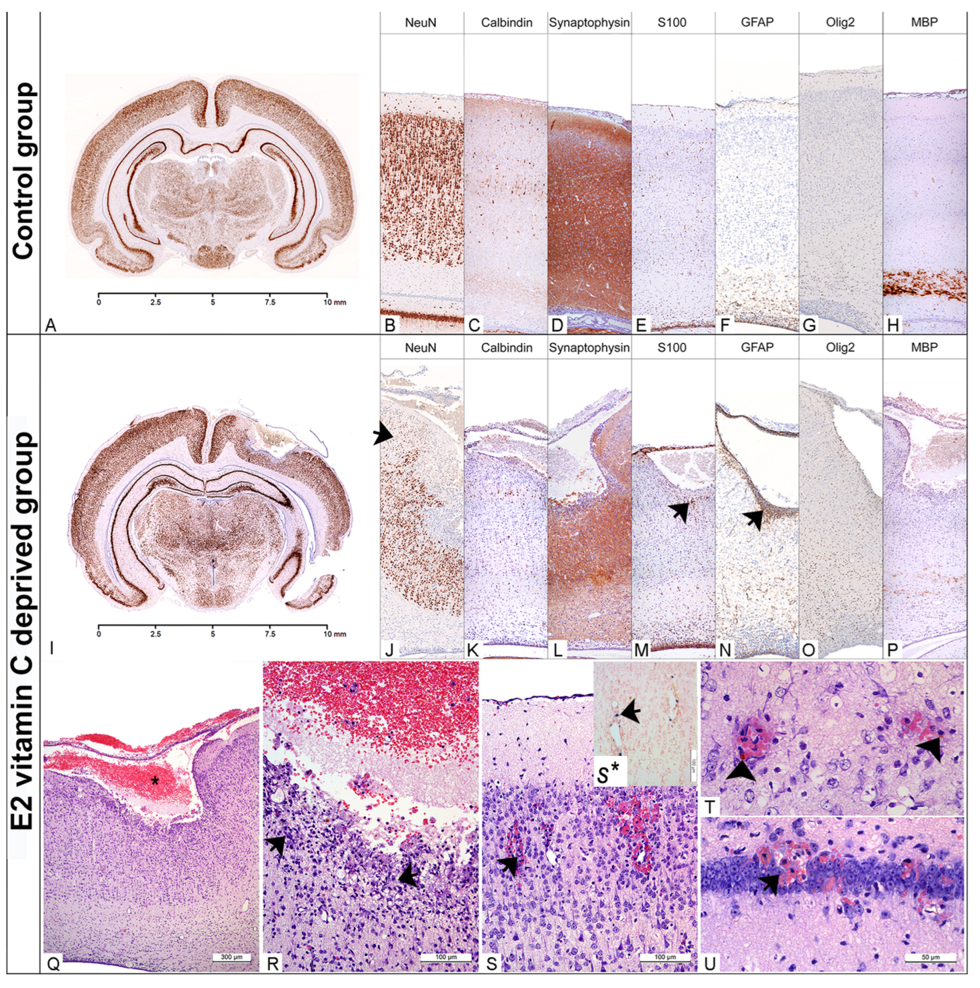 Nutrients 17 03484 g002
