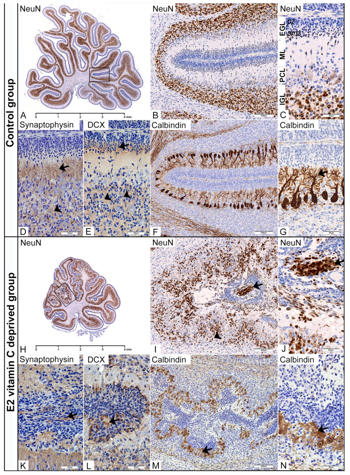 Nutrients 17 03484 g003