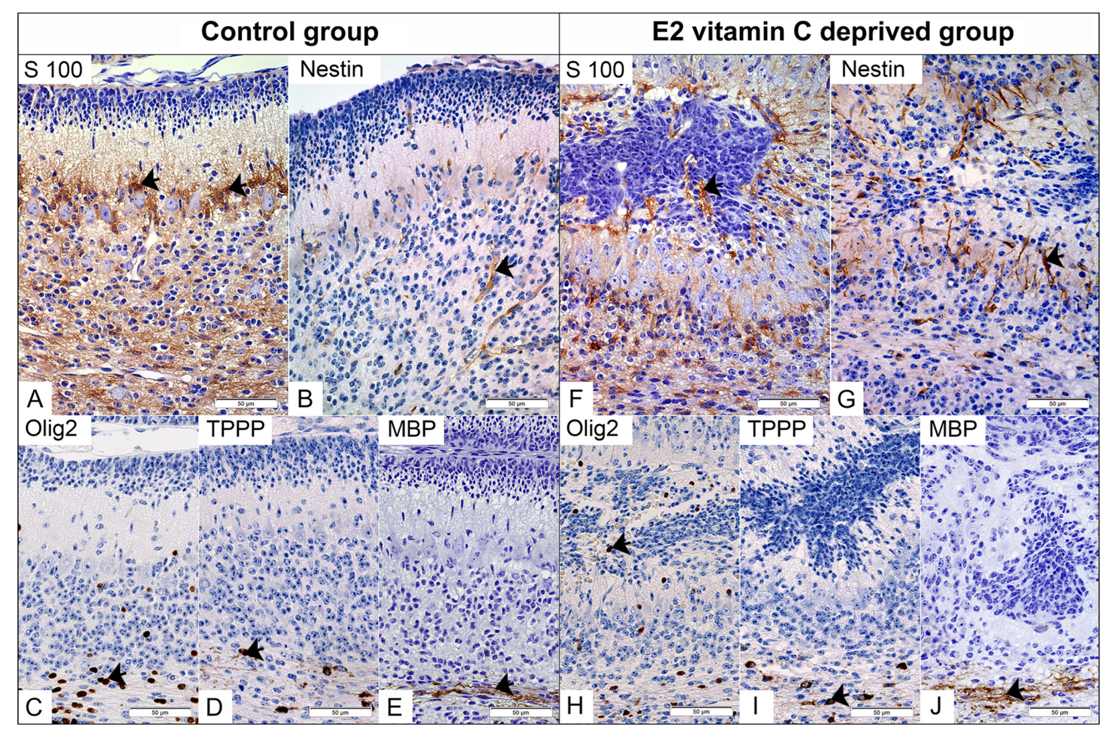 Nutrients 17 03484 g004