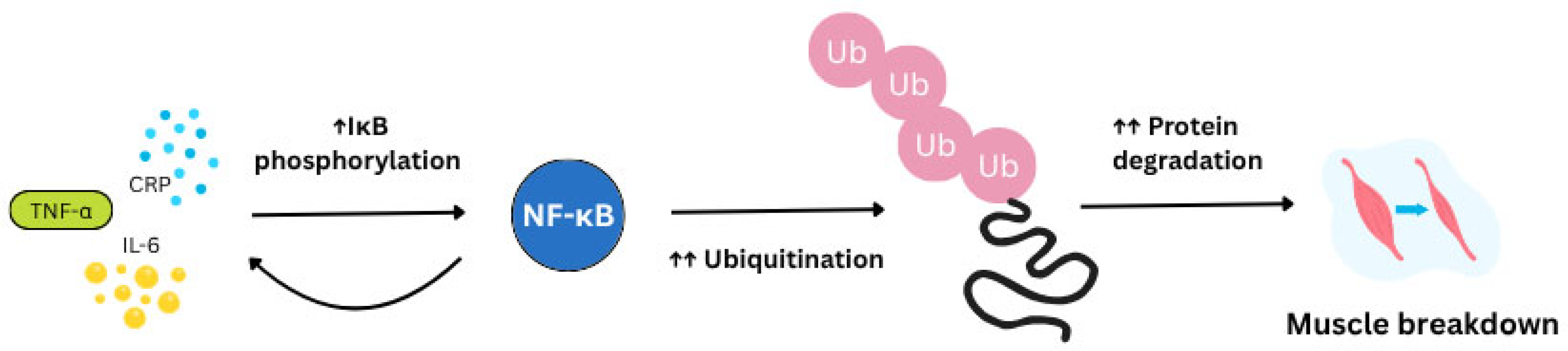 Nutrients 17 03495 g001 Nutrients 17 03495 g001