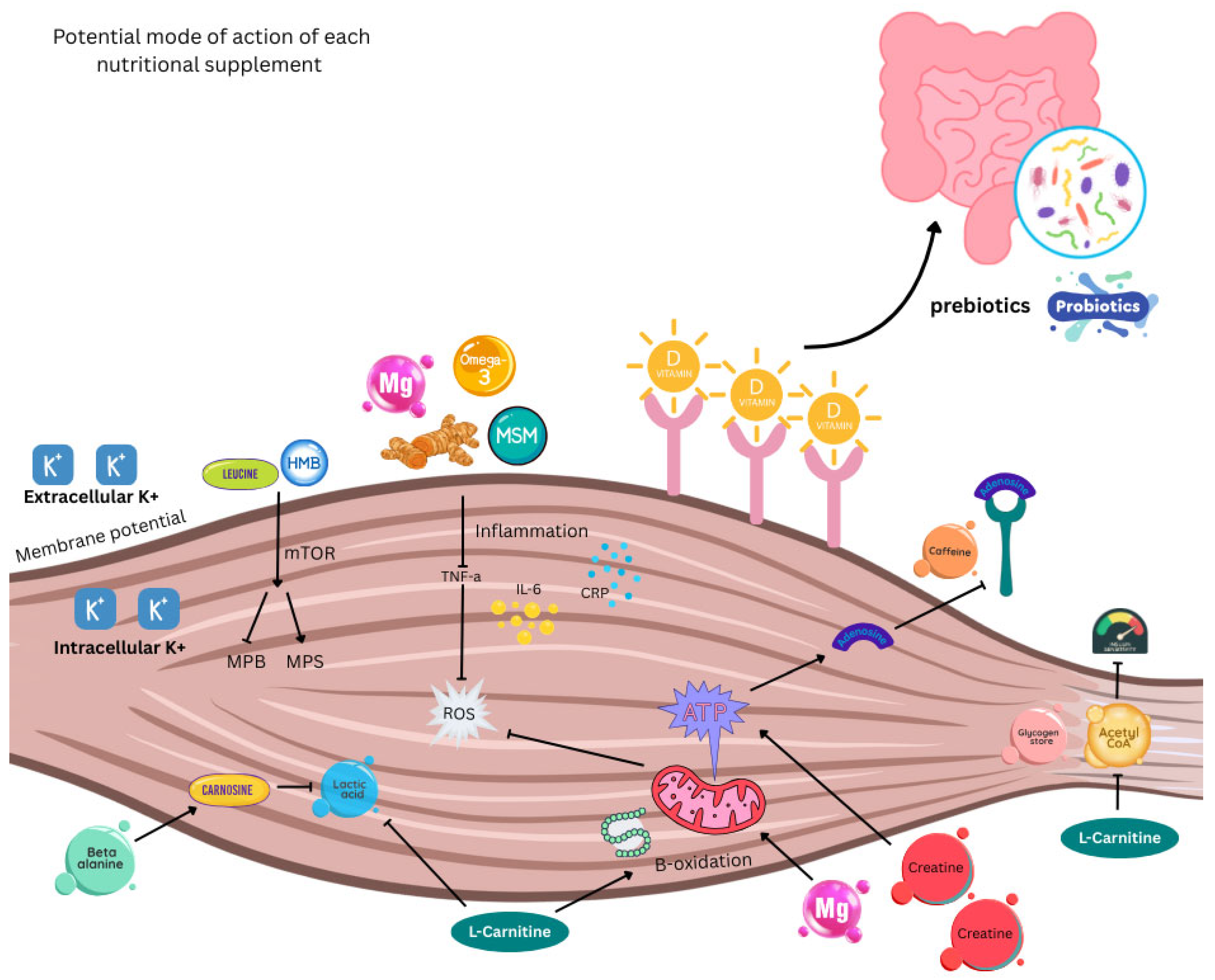 Nutrients 17 03495 g003 Nutrients 17 03495 g003