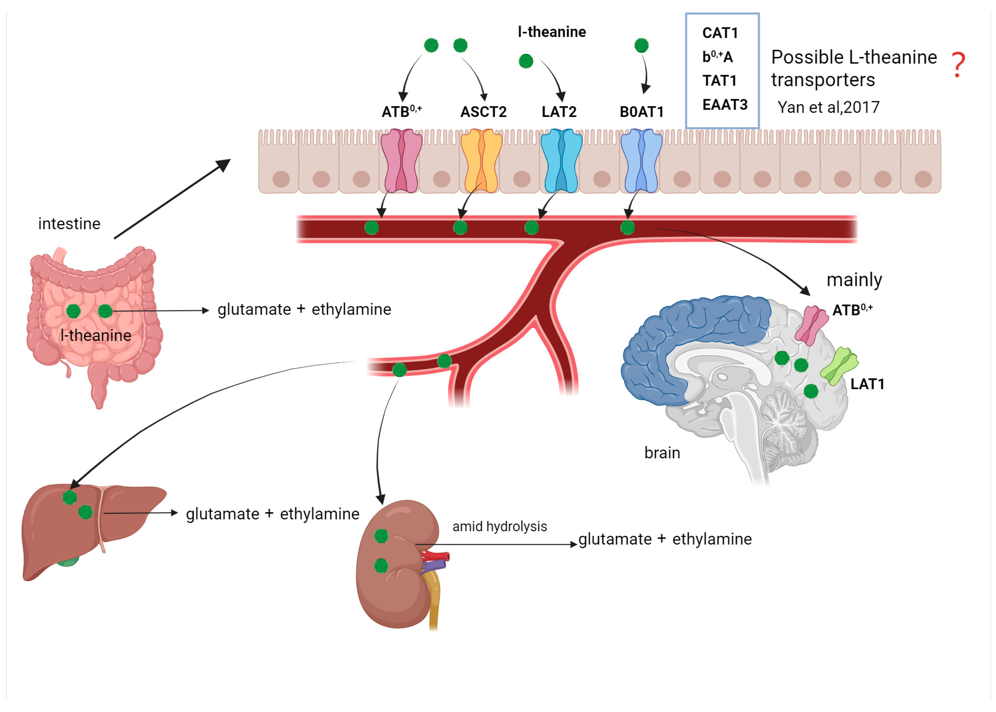Nutrients 17 03496 g002 Nutrients 17 03496 g002