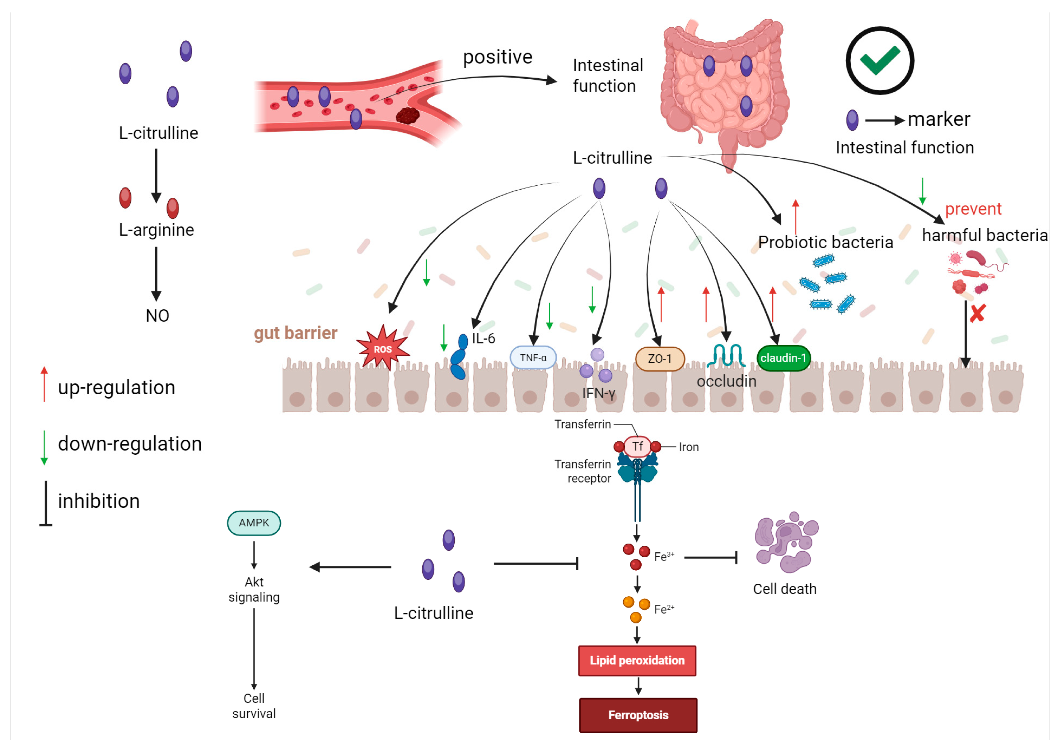 Nutrients 17 03496 g003 Nutrients 17 03496 g003