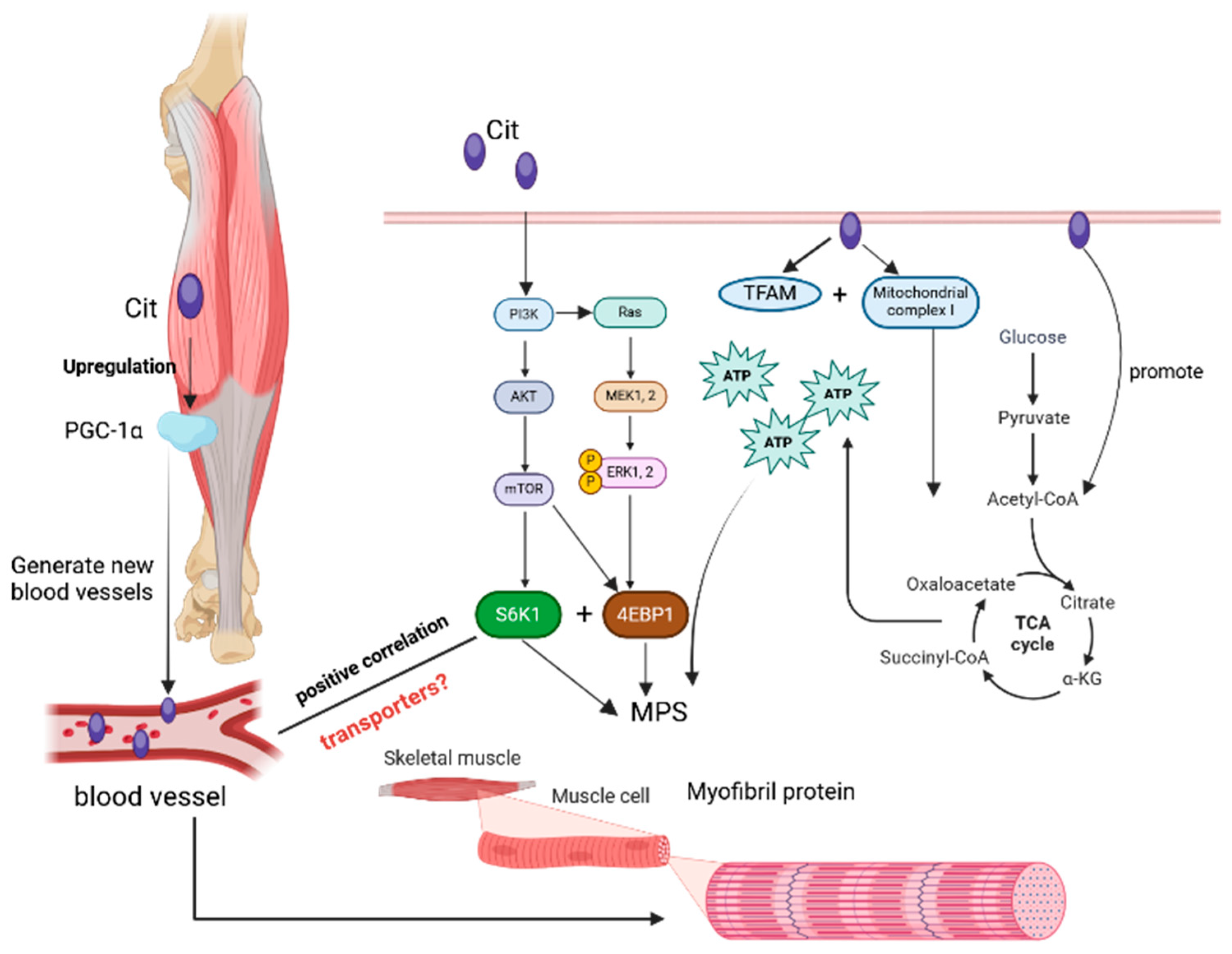 Nutrients 17 03496 g004 Nutrients 17 03496 g004