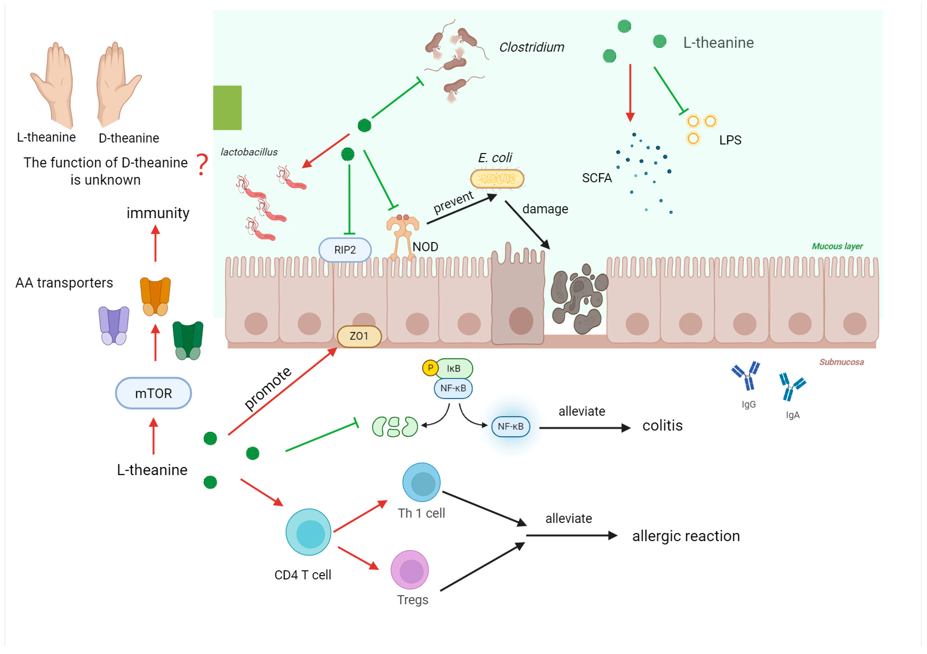Nutrients 17 03496 g005 Nutrients 17 03496 g005