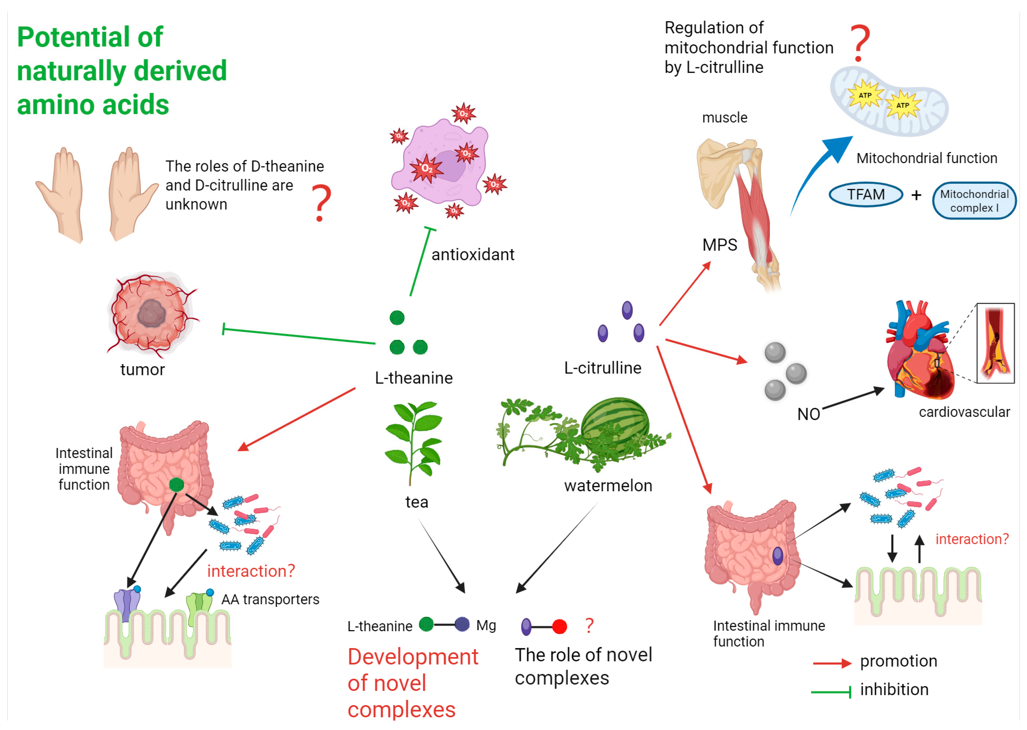 Nutrients 17 03496 g007 Nutrients 17 03496 g007