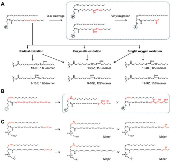 The Changes in Plasmalogens: Chemical Diversity and Nutritional ...