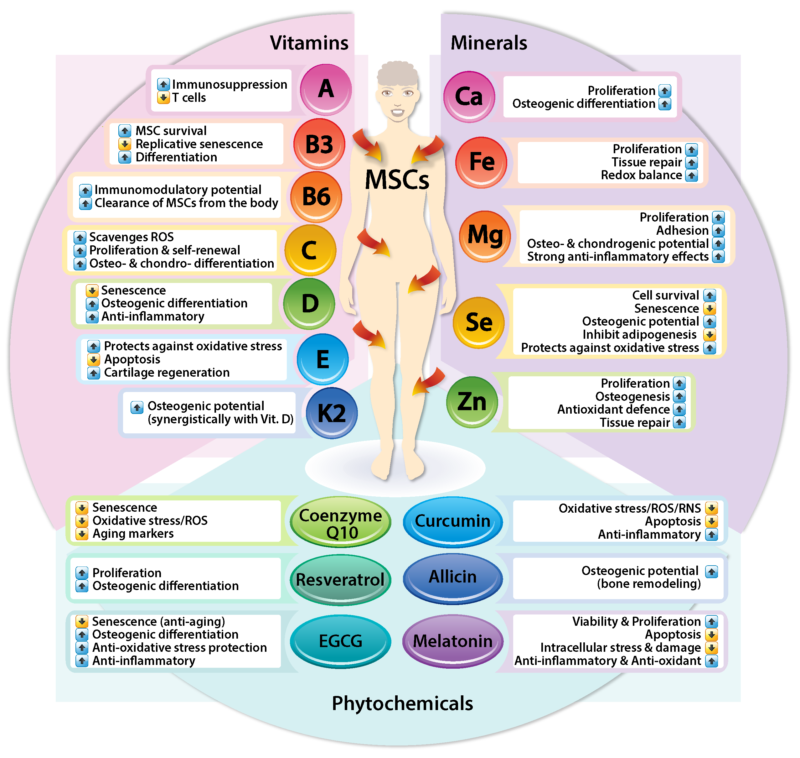 Nutrients 17 03548 g003 Nutrients 17 03548 g003