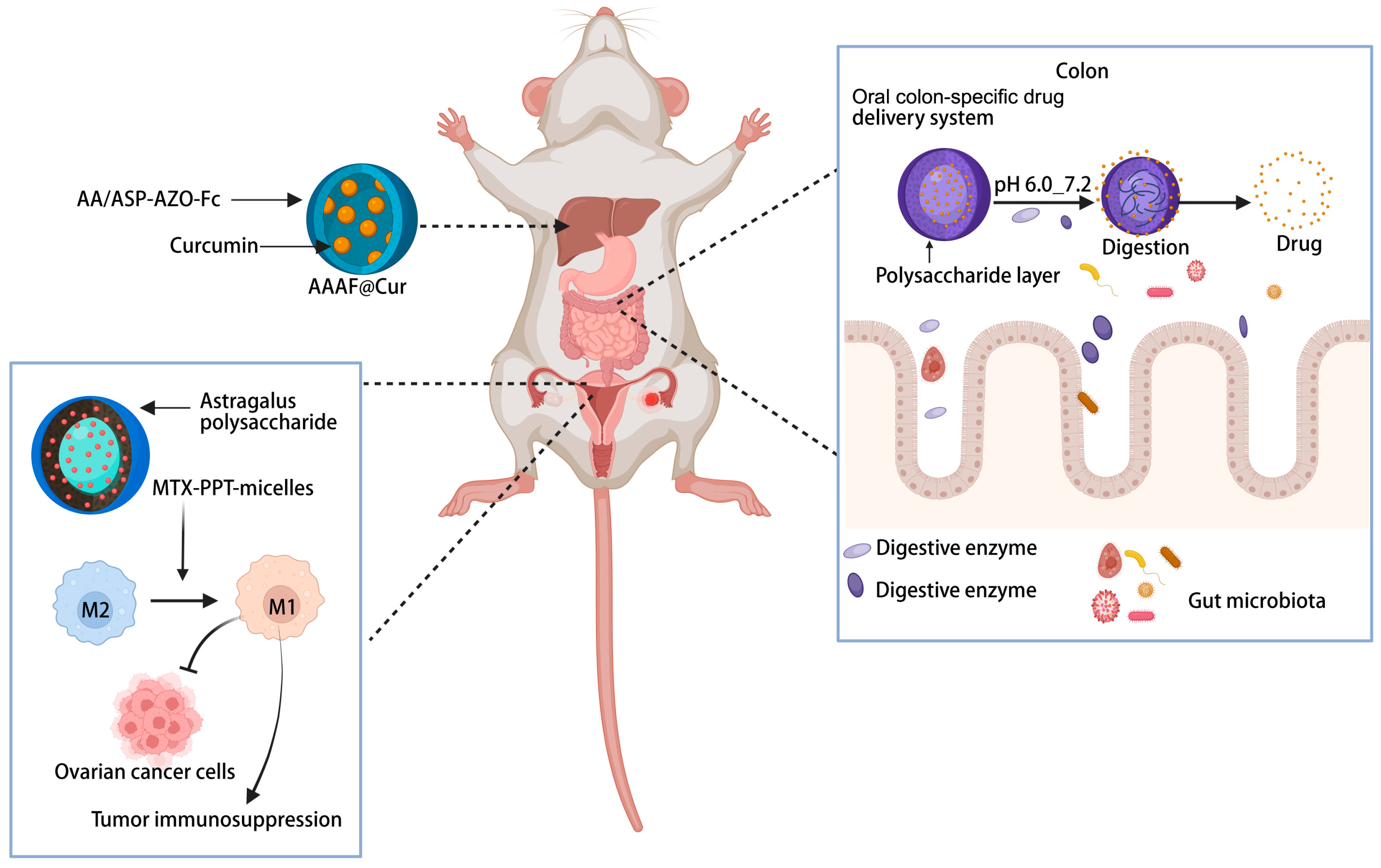 Nutrients 17 03591 g004