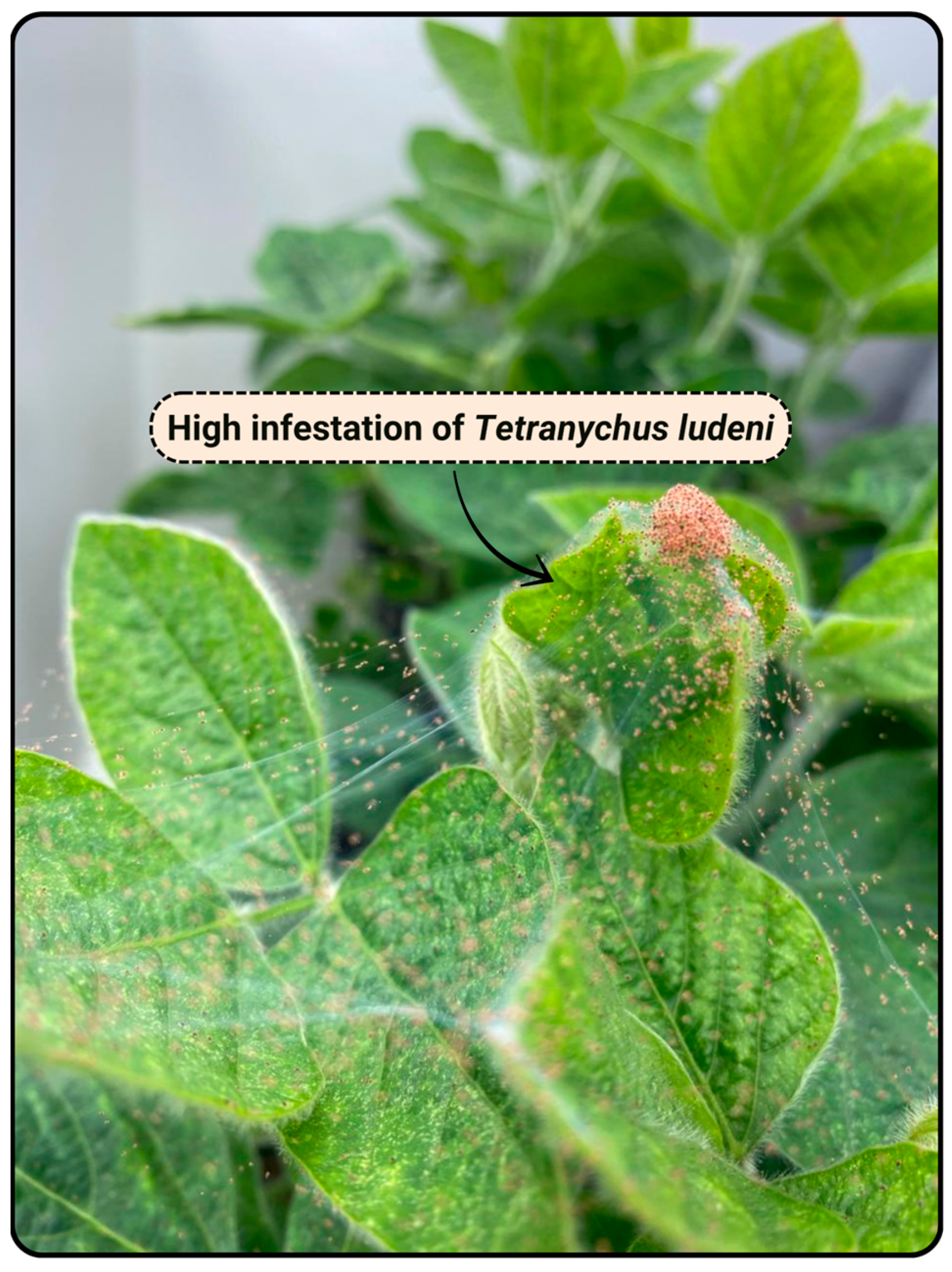 Nutrients 17 03703 g003