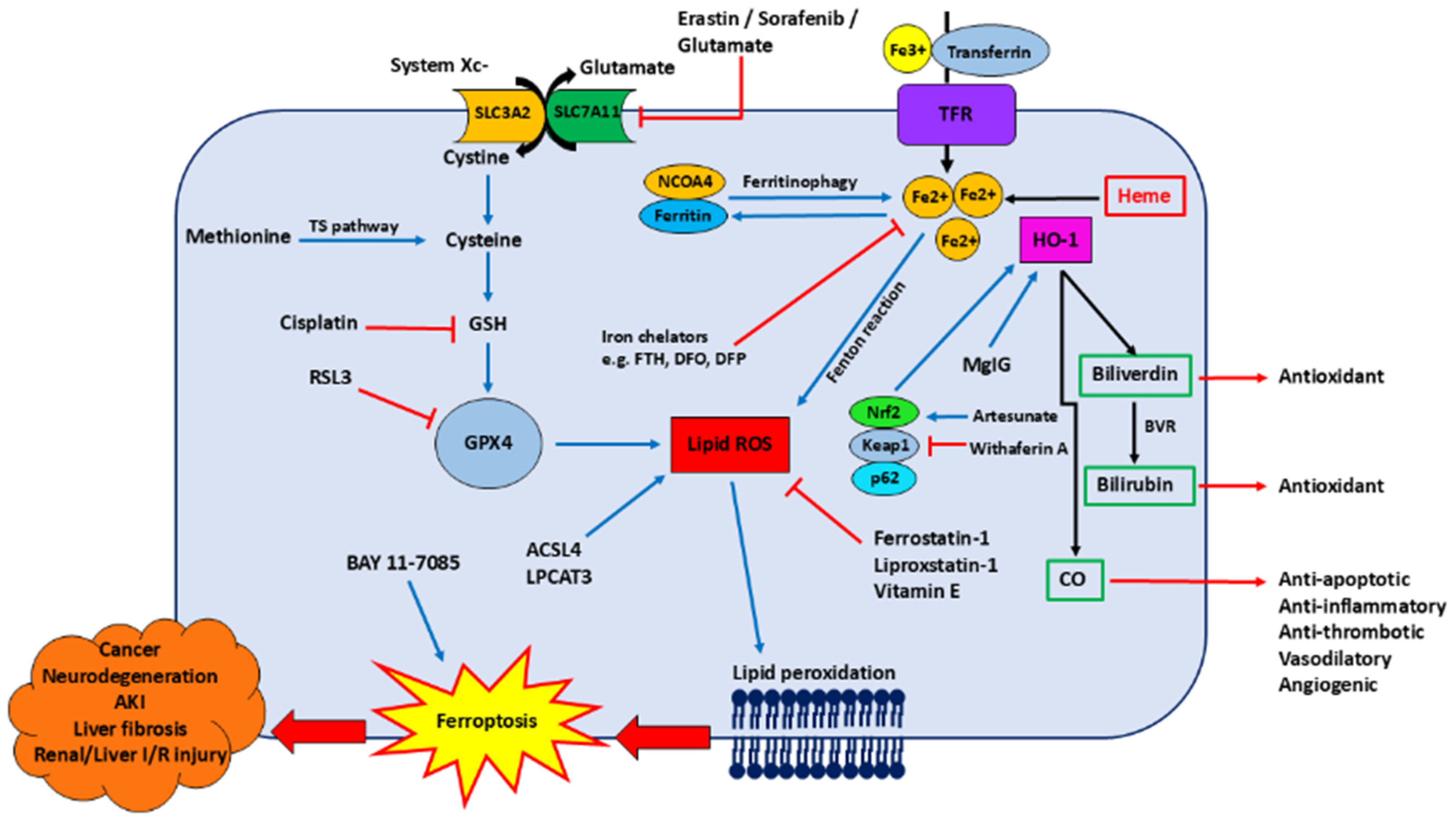 Nutrients 17 03921 g001 Nutrients 17 03921 g001