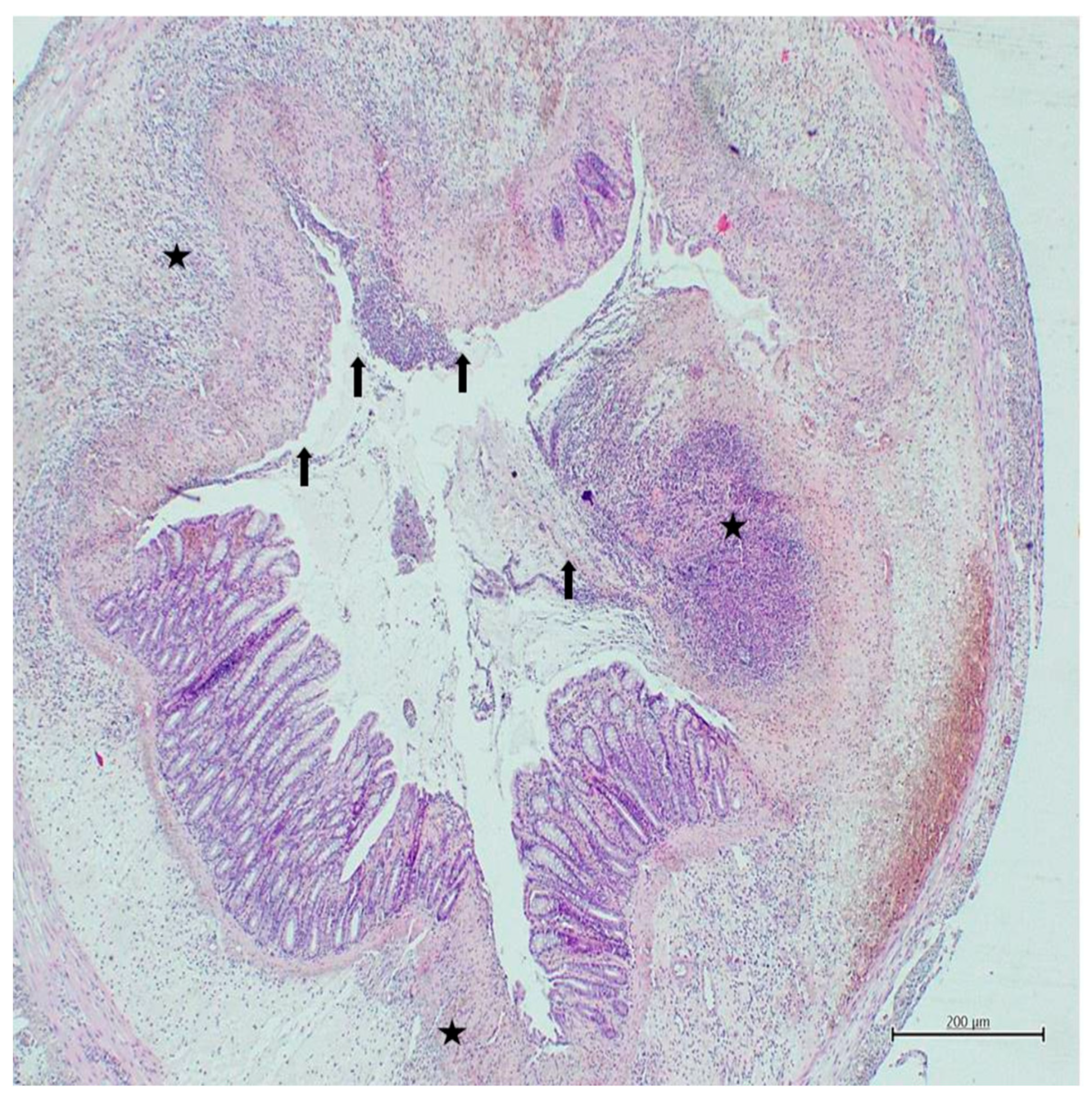 Nutrients 18 00086 g003