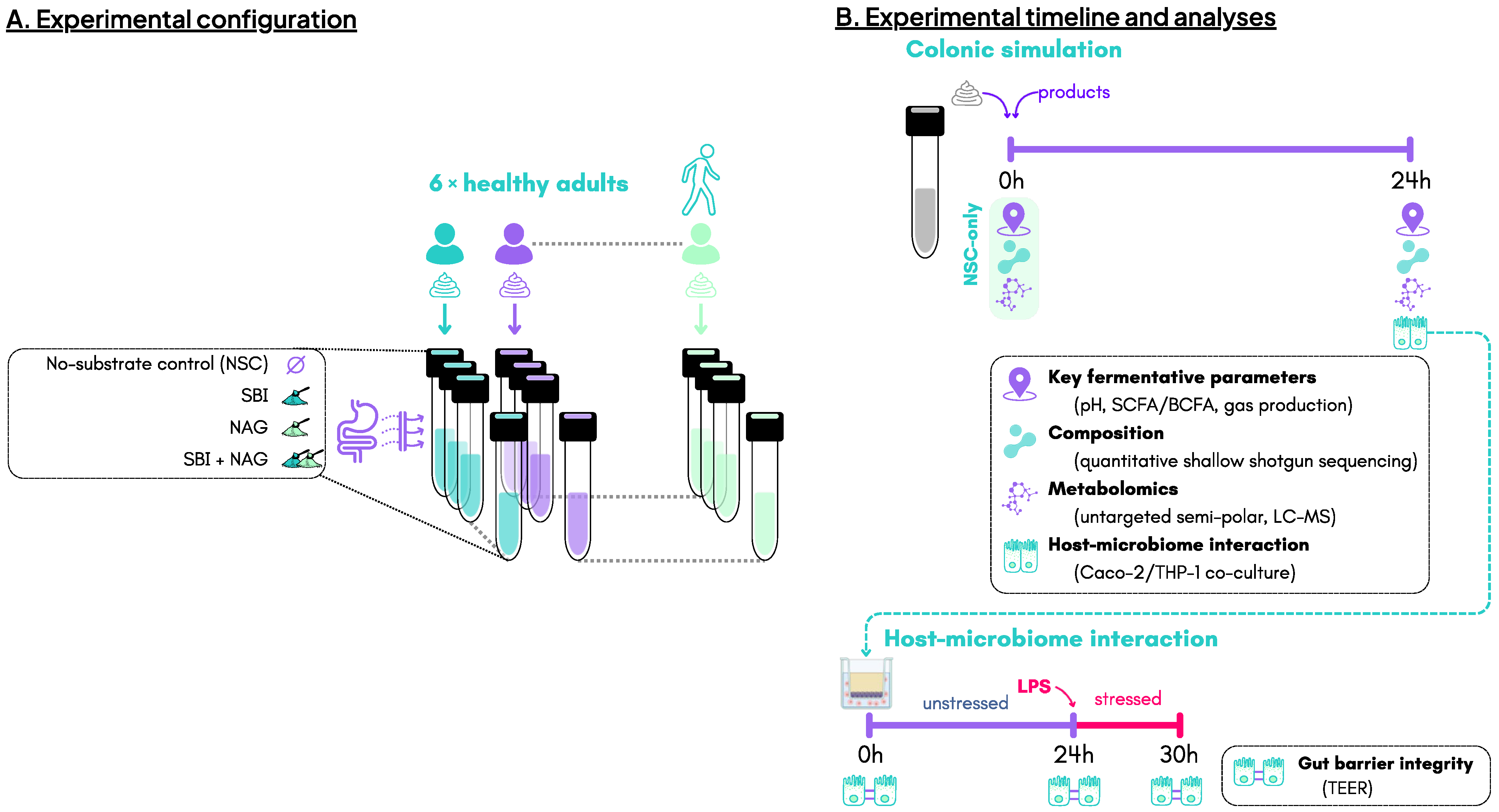 Nutrients 18 00210 g001 Nutrients 18 00210 g001