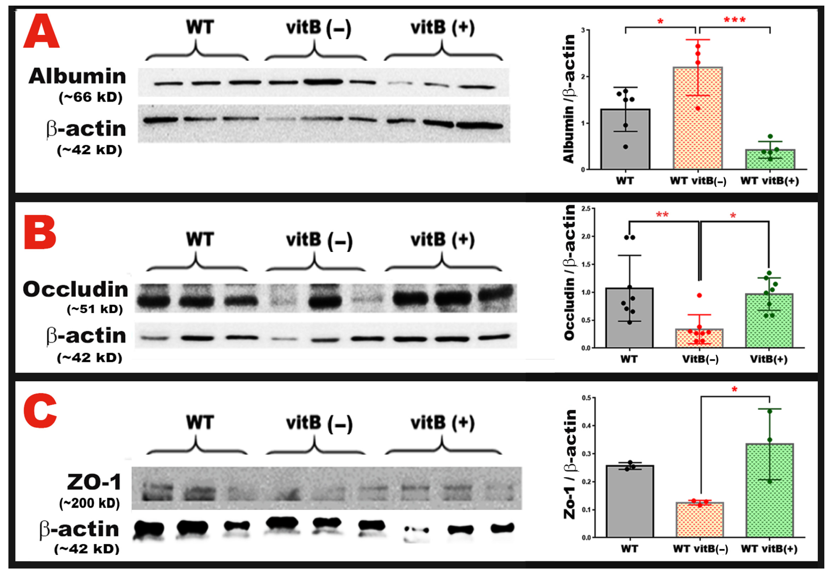 Nutrients 18 00236 g006 Nutrients 18 00236 g006