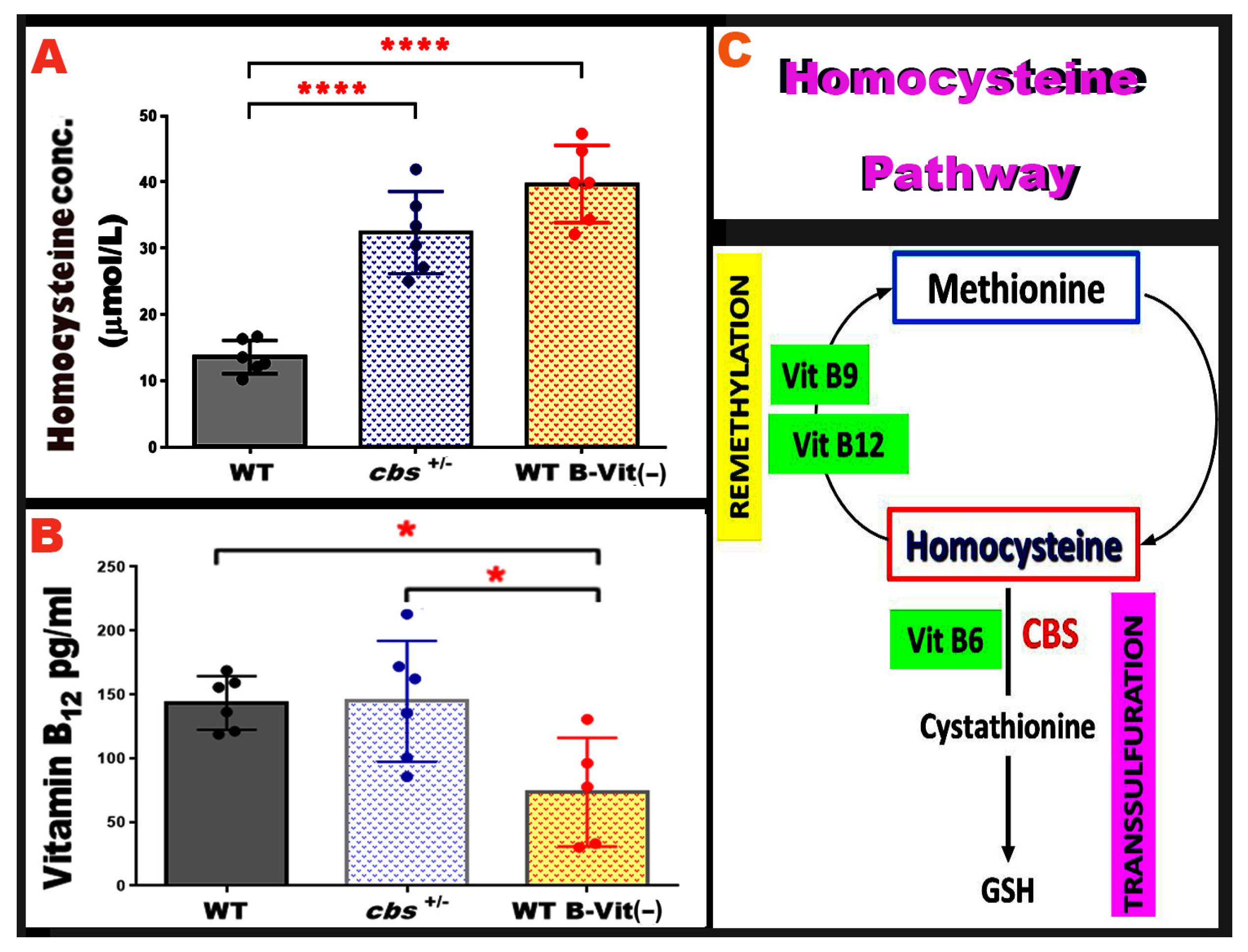 Nutrients 18 00236 g007 Nutrients 18 00236 g007