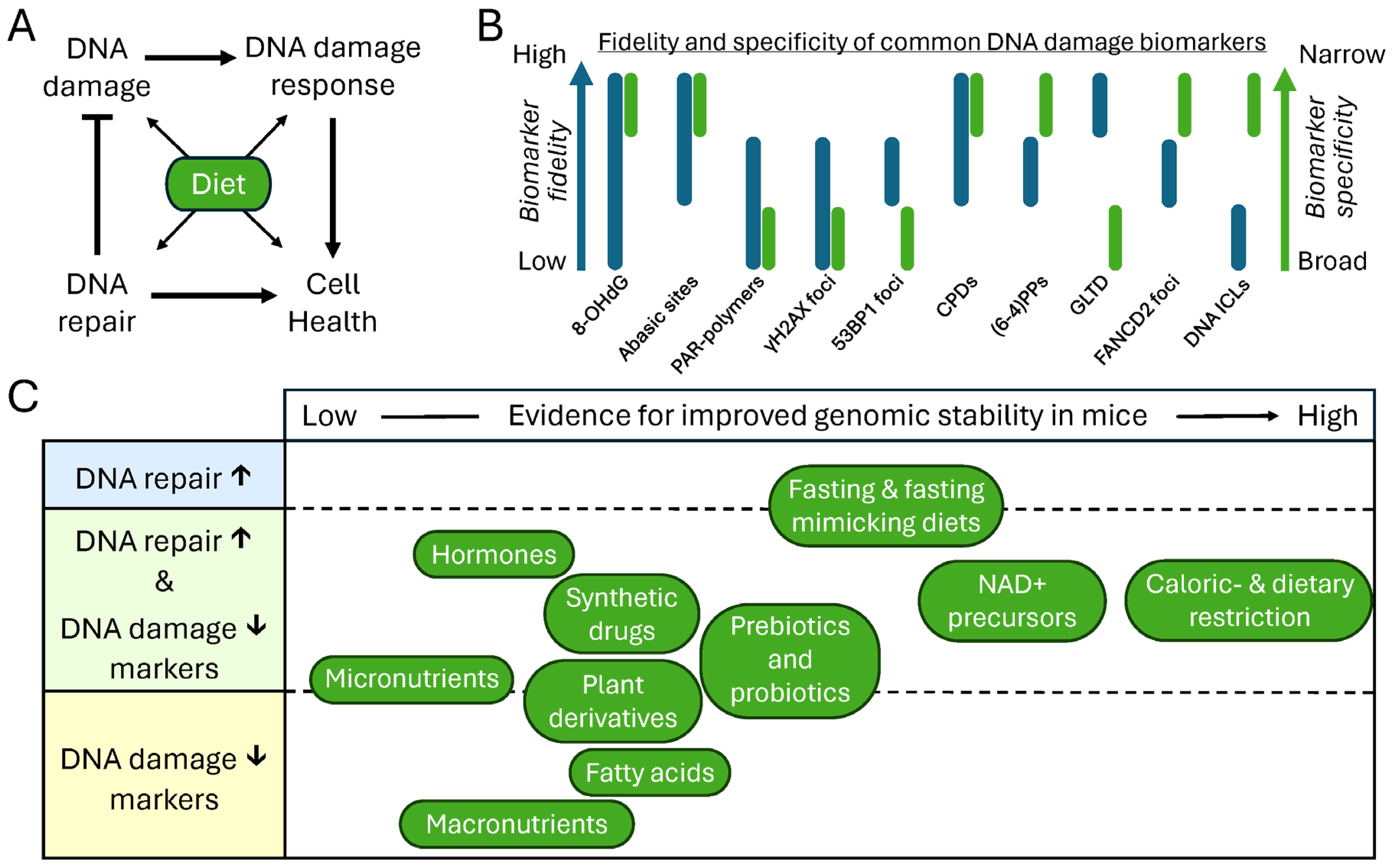 Nutrients 18 00246 g003