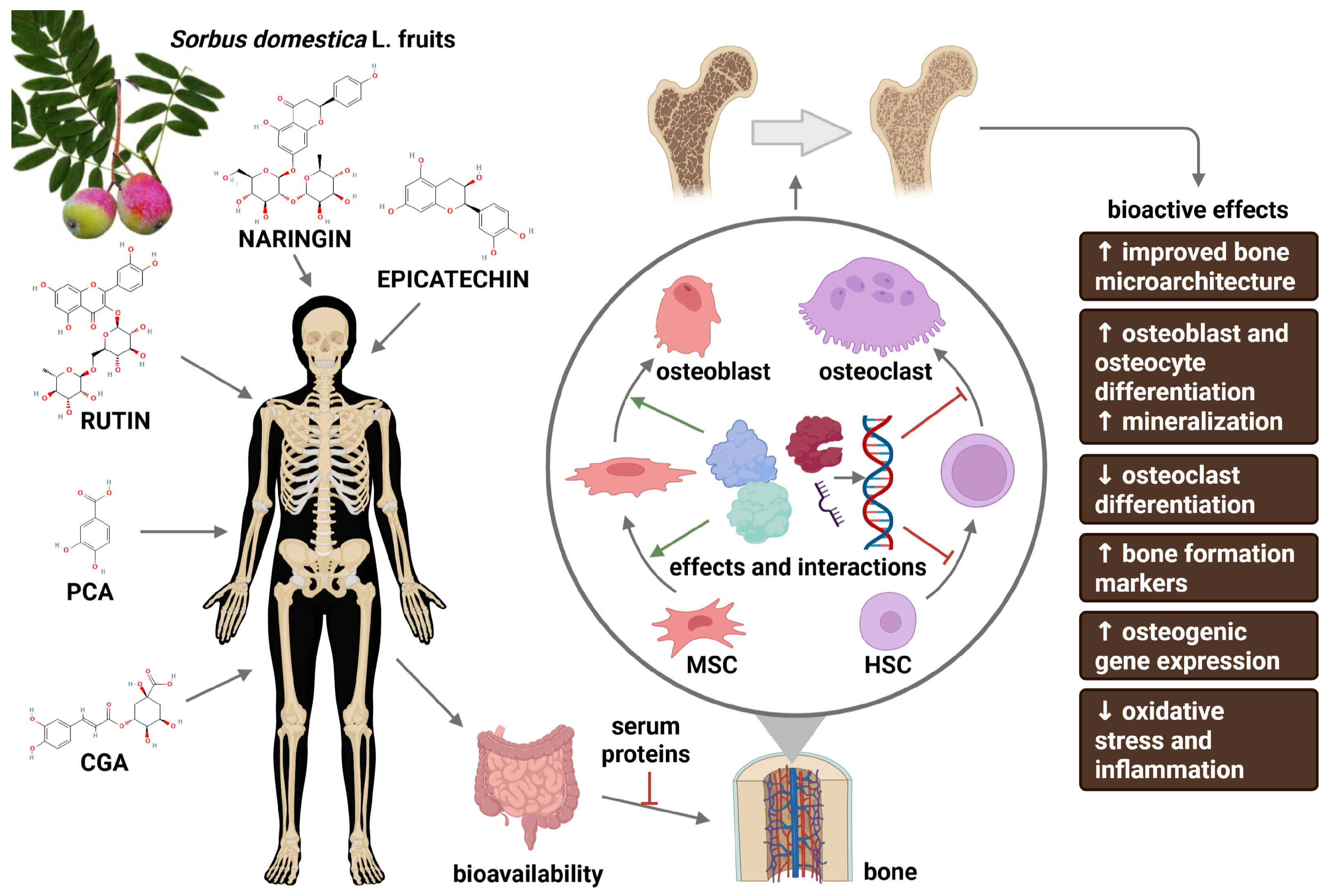 Nutrients 18 00267 g001