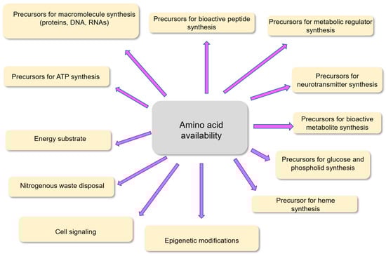 Schematic representation of the implication of amino acids as precursors for numerous compounds, as energy substrates, and as modulators of cell signaling. The compounds produced from amino acids include macromolecules and smaller molecules such as bioactive peptides, neurotransmitters, bioactive metabolites, ATP, glucose, and phospholipids. Specific amino acids are used as energy substrates in different cells within tissues. Some amino acids are involved in different physiological functions through cell signaling, epigenetic modifications, and utilization in metabolic pathways involved in nitrogenous waste disposal.