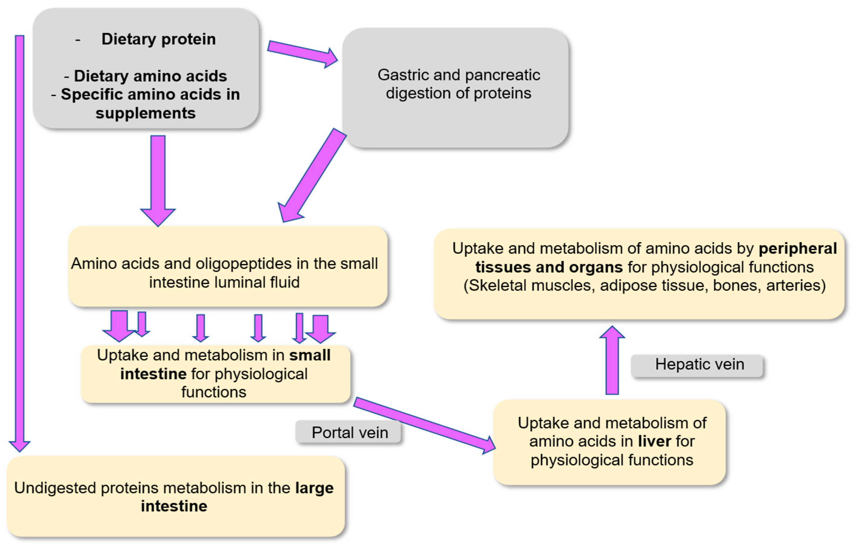 Nutrients 18 00296 g004 Nutrients 18 00296 g004