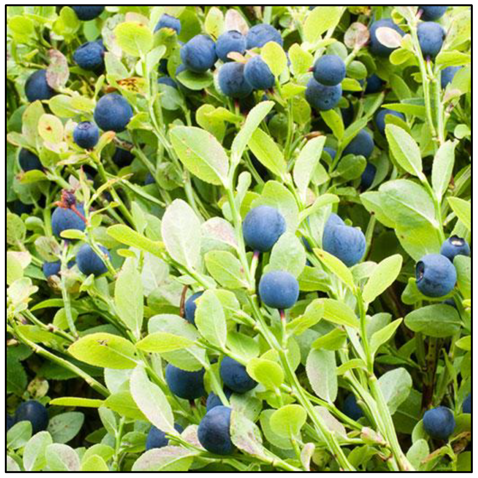 Nutrients 18 00350 g001 Nutrients 18 00350 g001