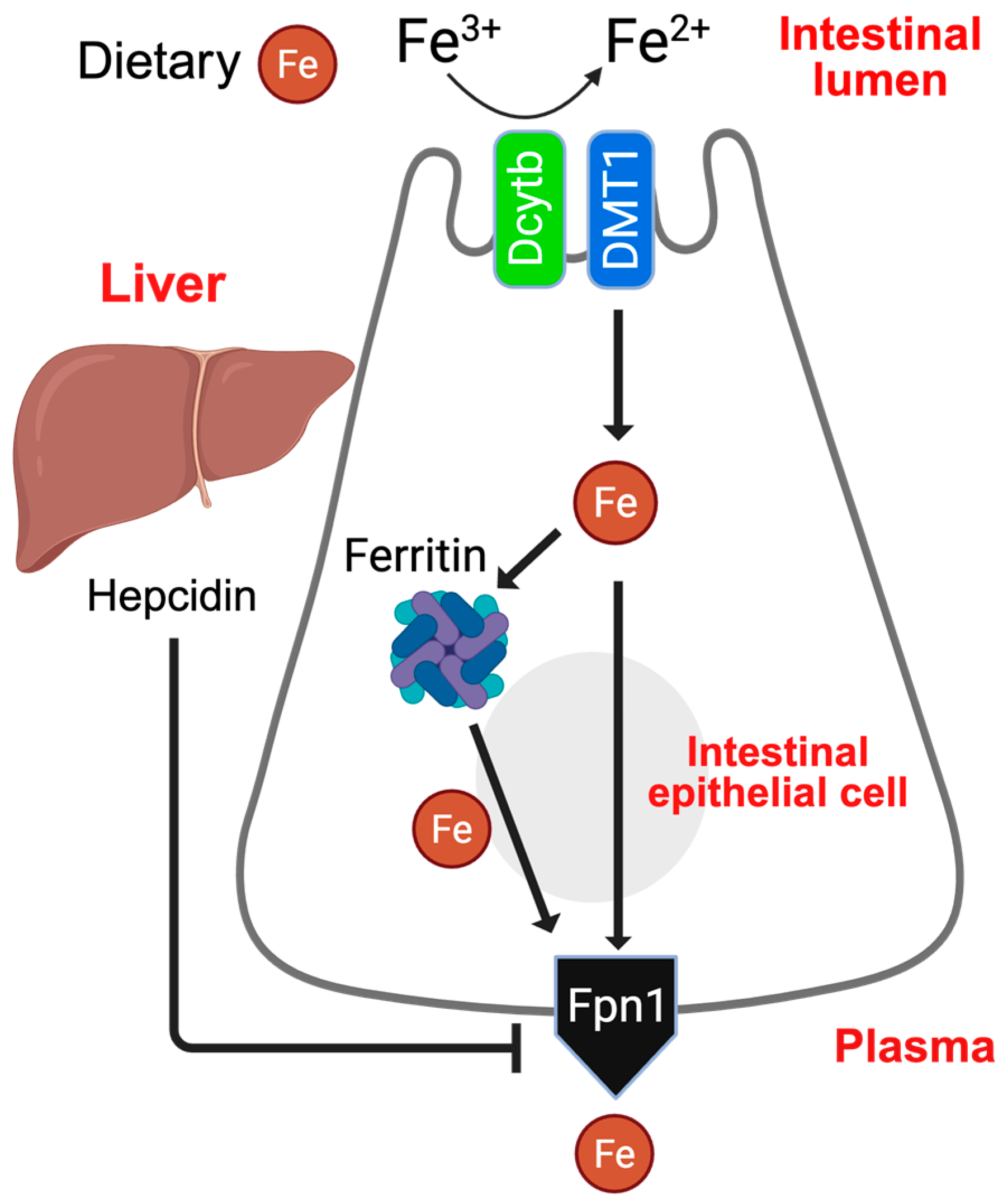 Nutrients 18 00352 g001 Nutrients 18 00352 g001