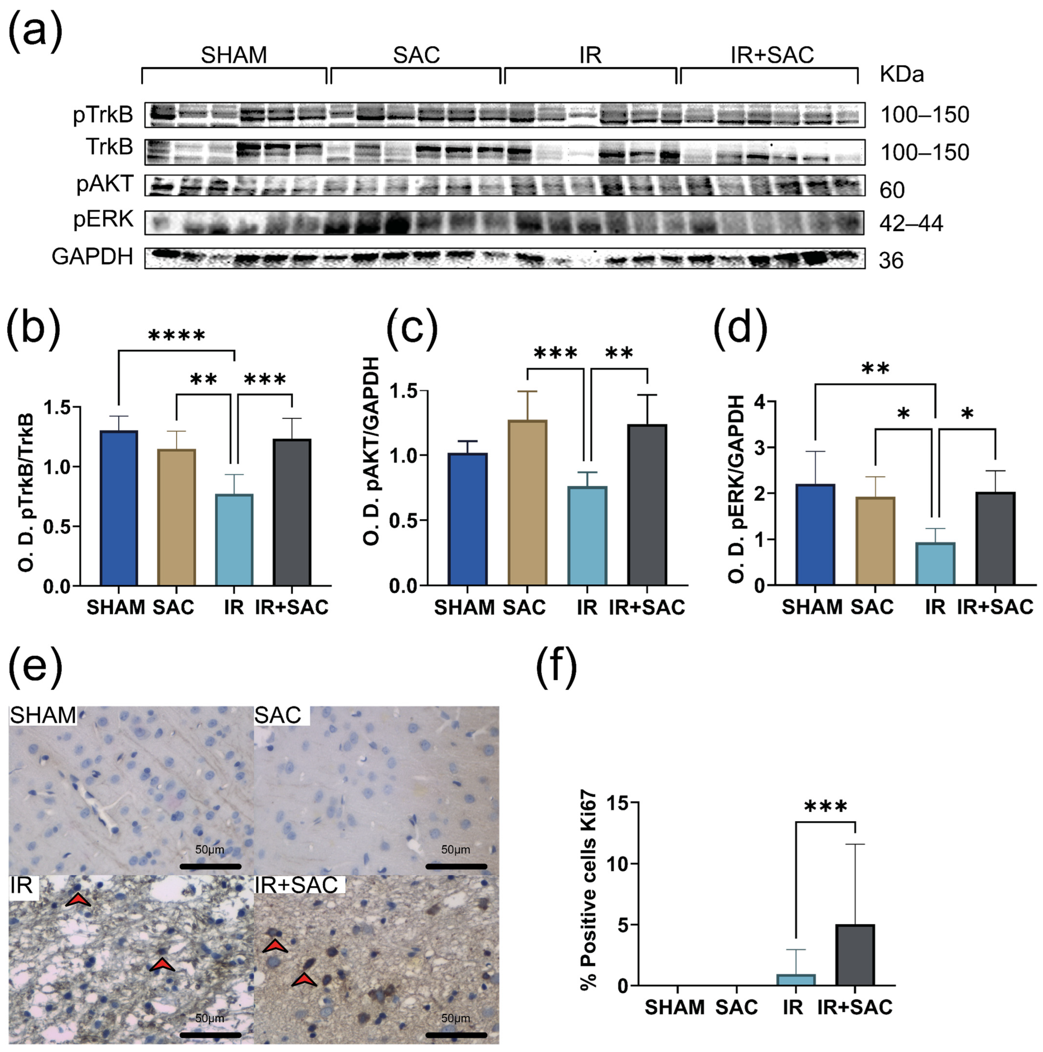 Nutrients 18 00362 g007