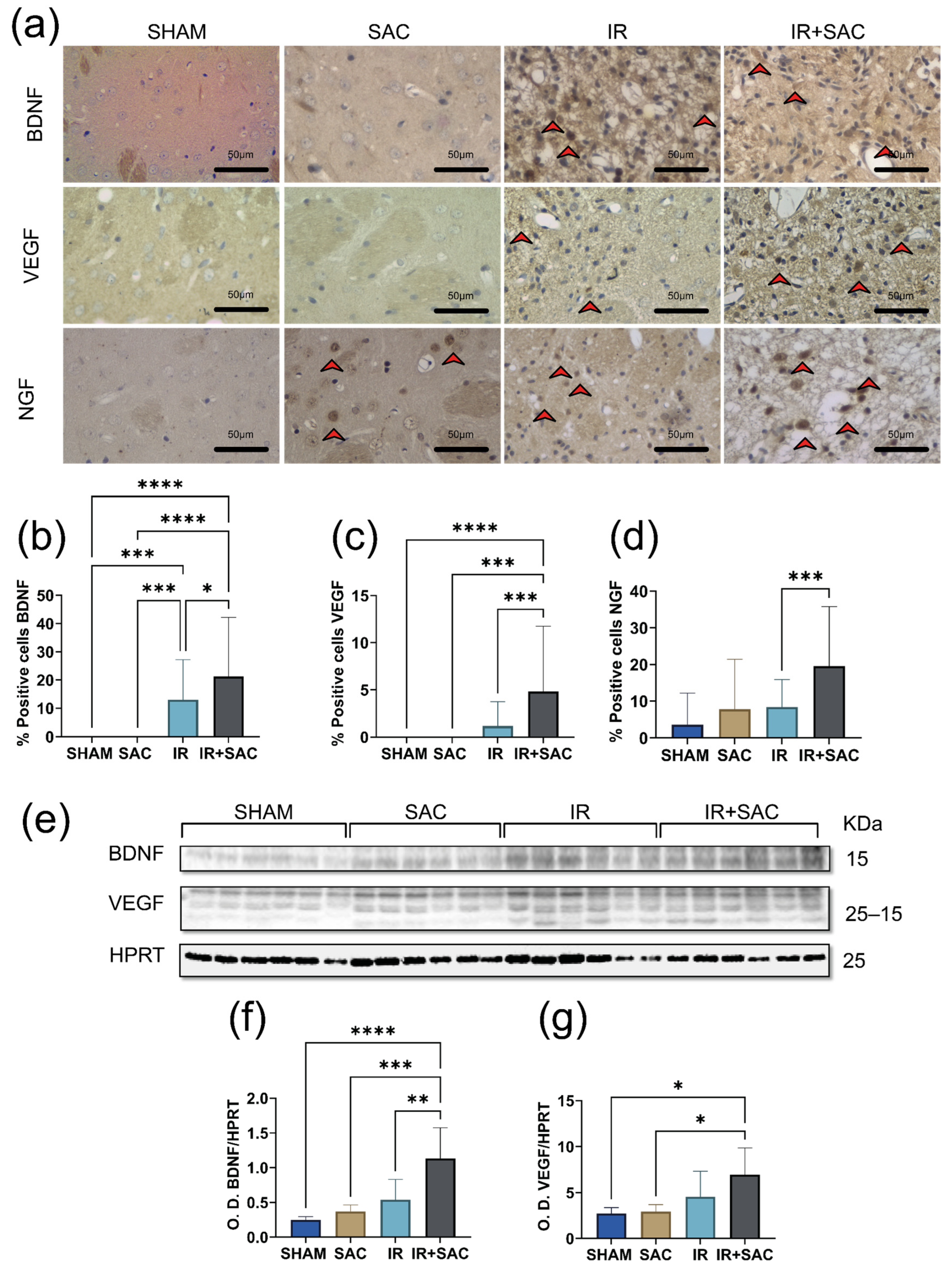 Nutrients 18 00362 g008