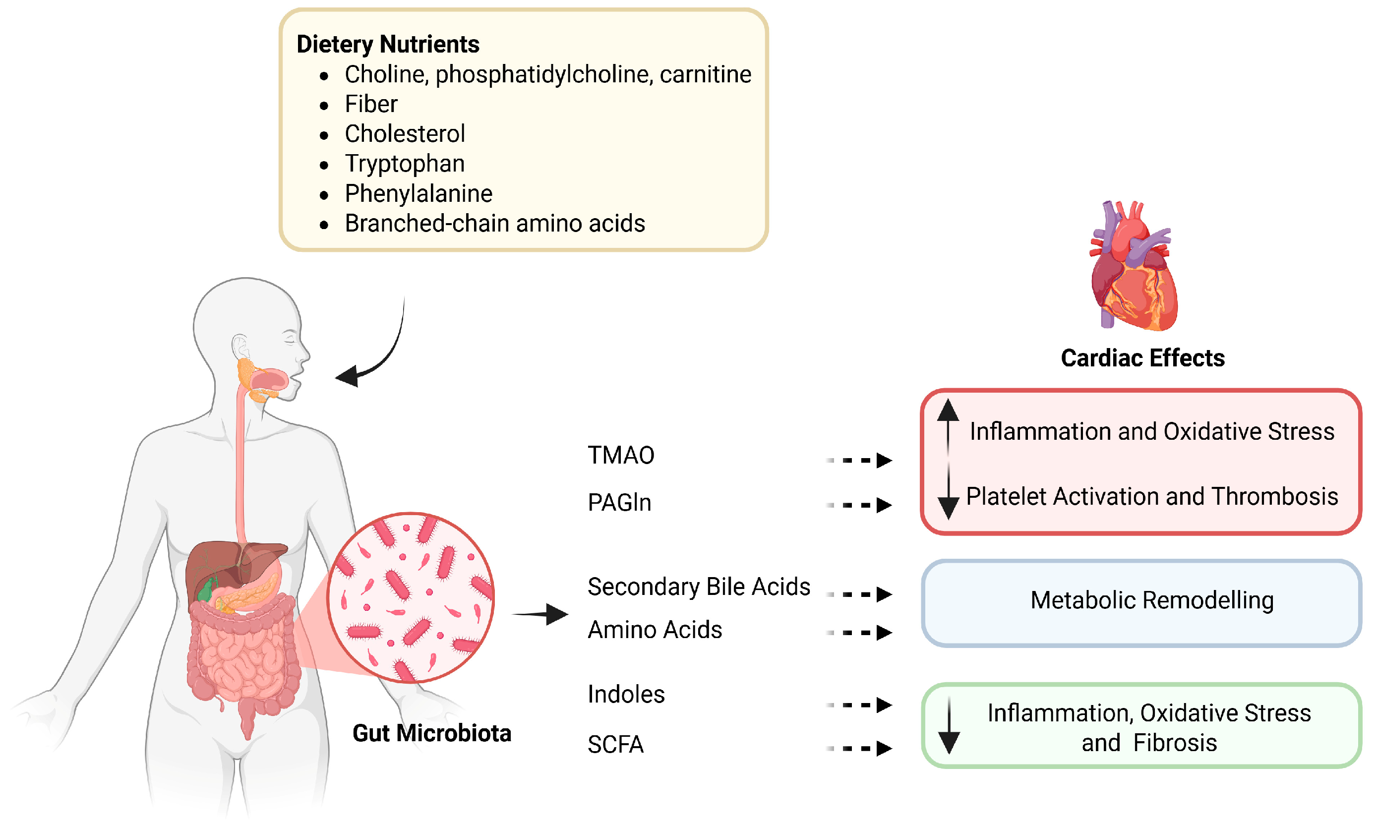 Nutrients 18 00467 g001 Nutrients 18 00467 g001