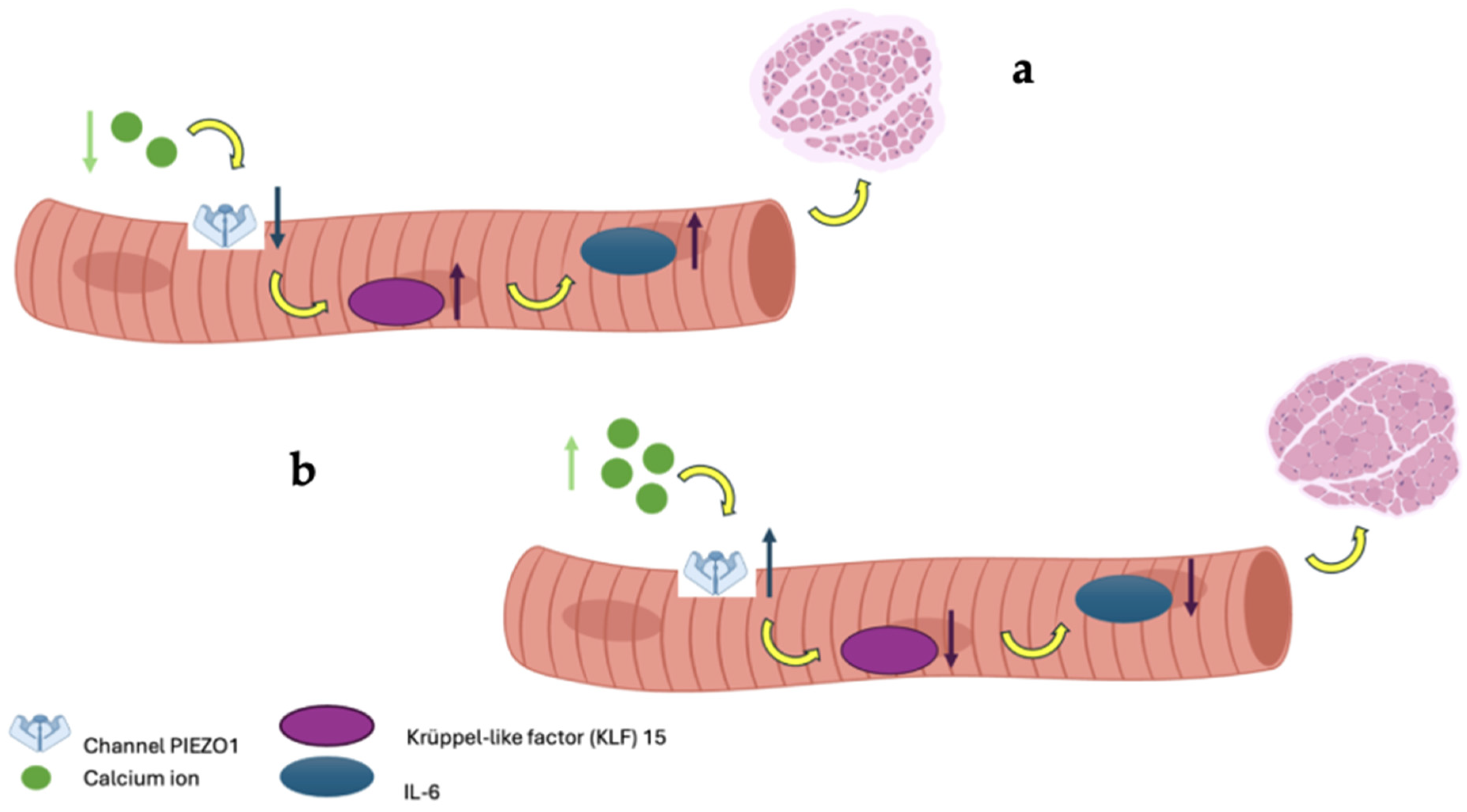 Nutrients 18 00470 g005 Nutrients 18 00470 g005