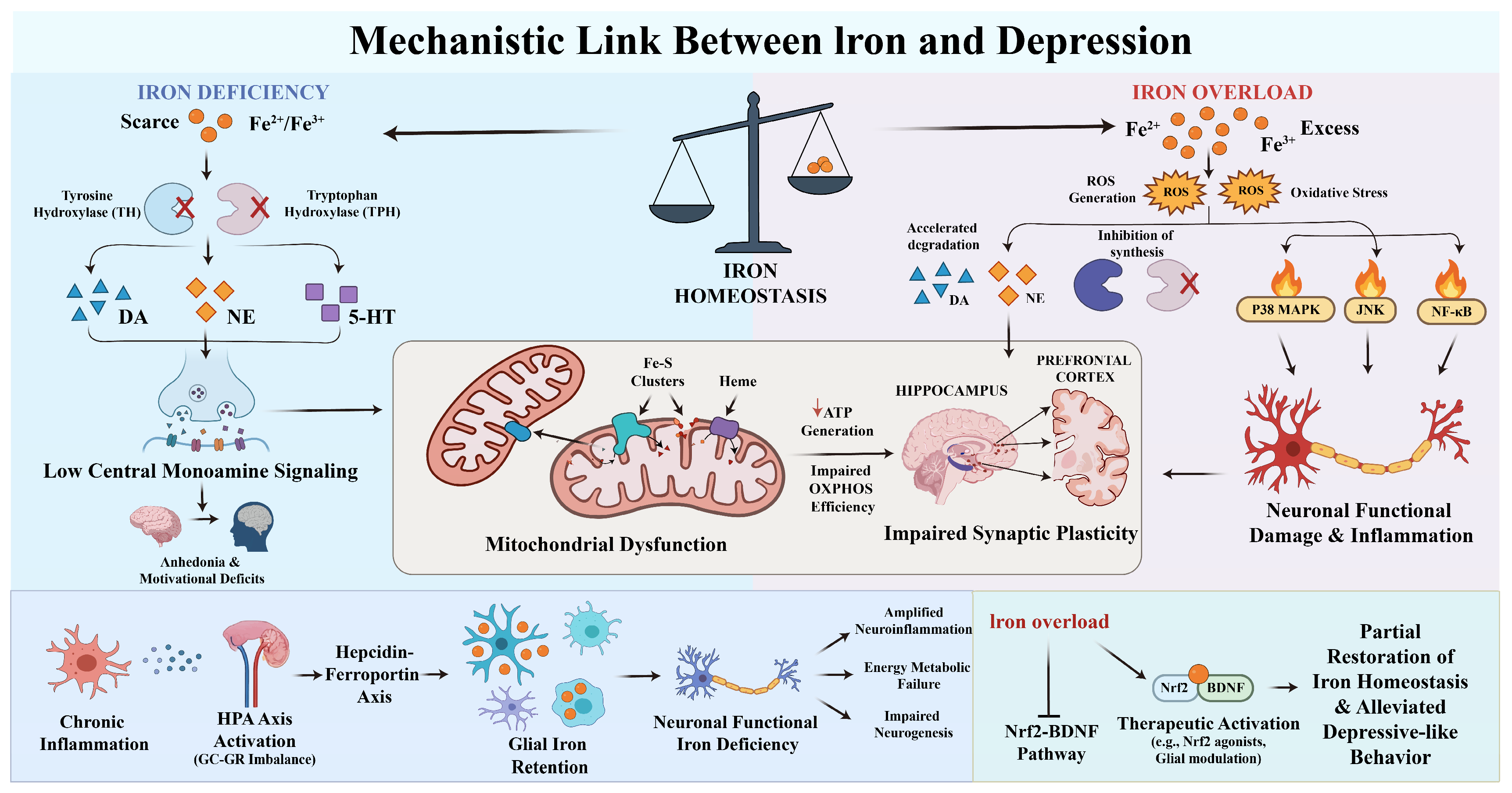 Nutrients 18 00484 g001