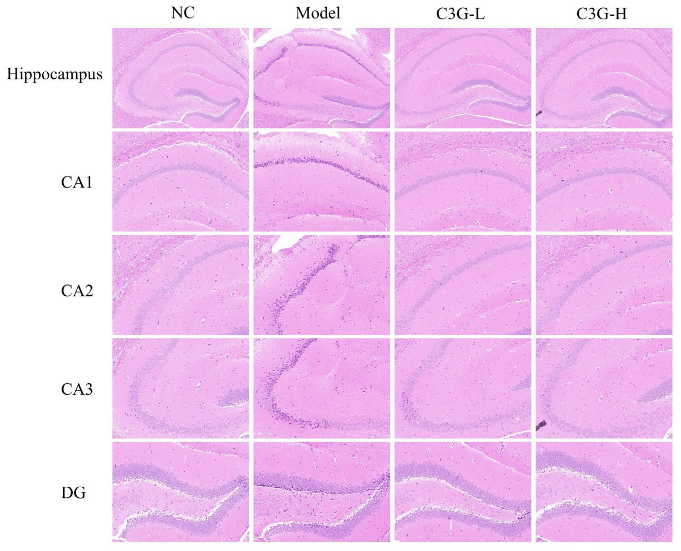 Nutrients 18 00992 g002 Nutrients 18 00992 g002