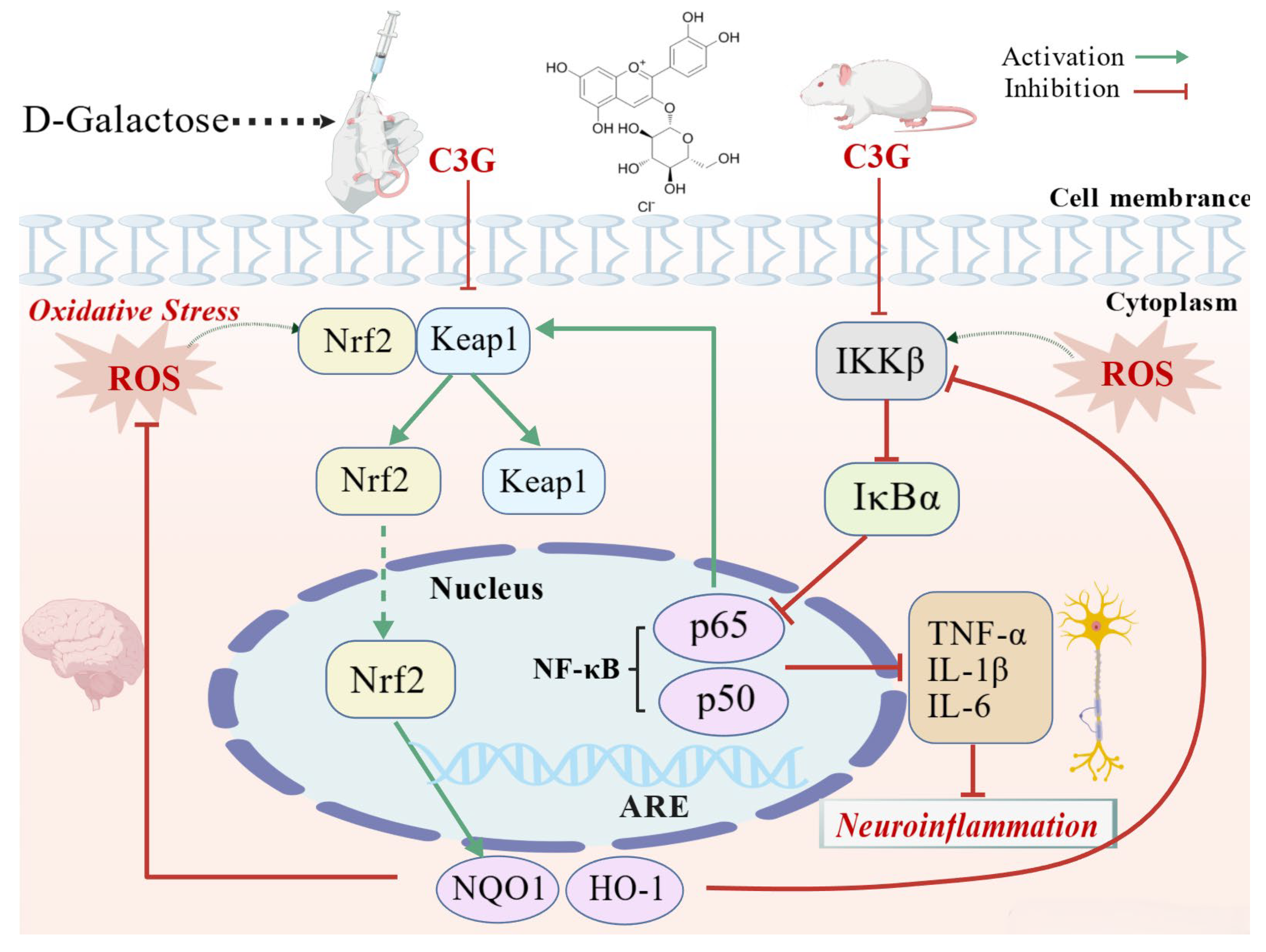 Nutrients 18 00992 g009 Nutrients 18 00992 g009