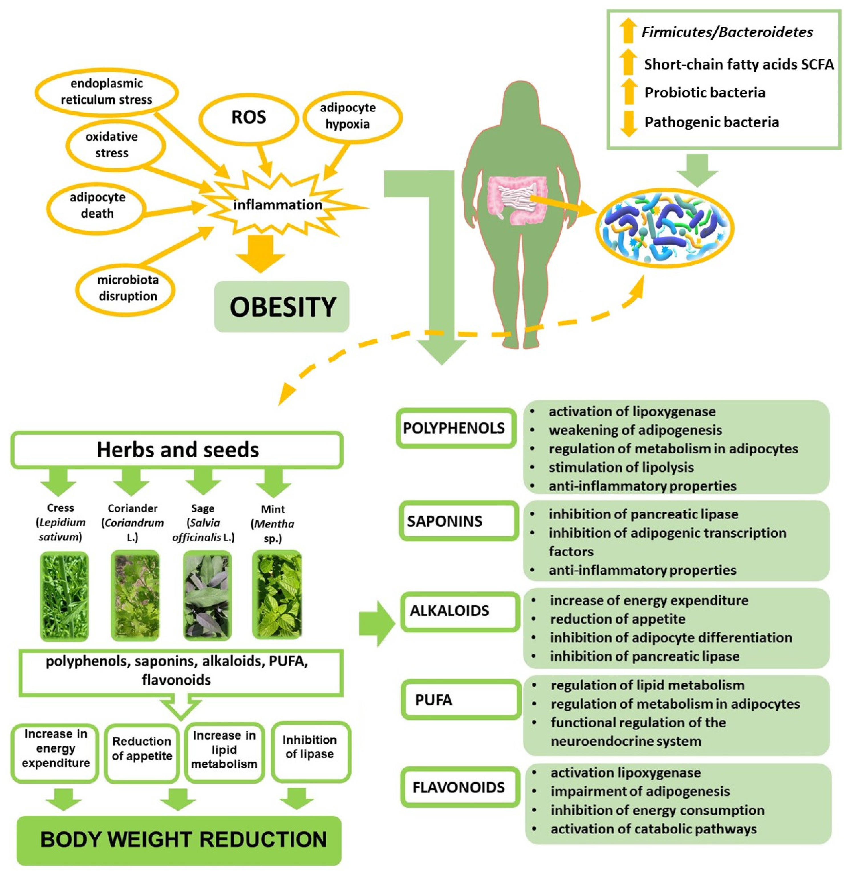 Nutrients 18 00993 g002 Nutrients 18 00993 g002