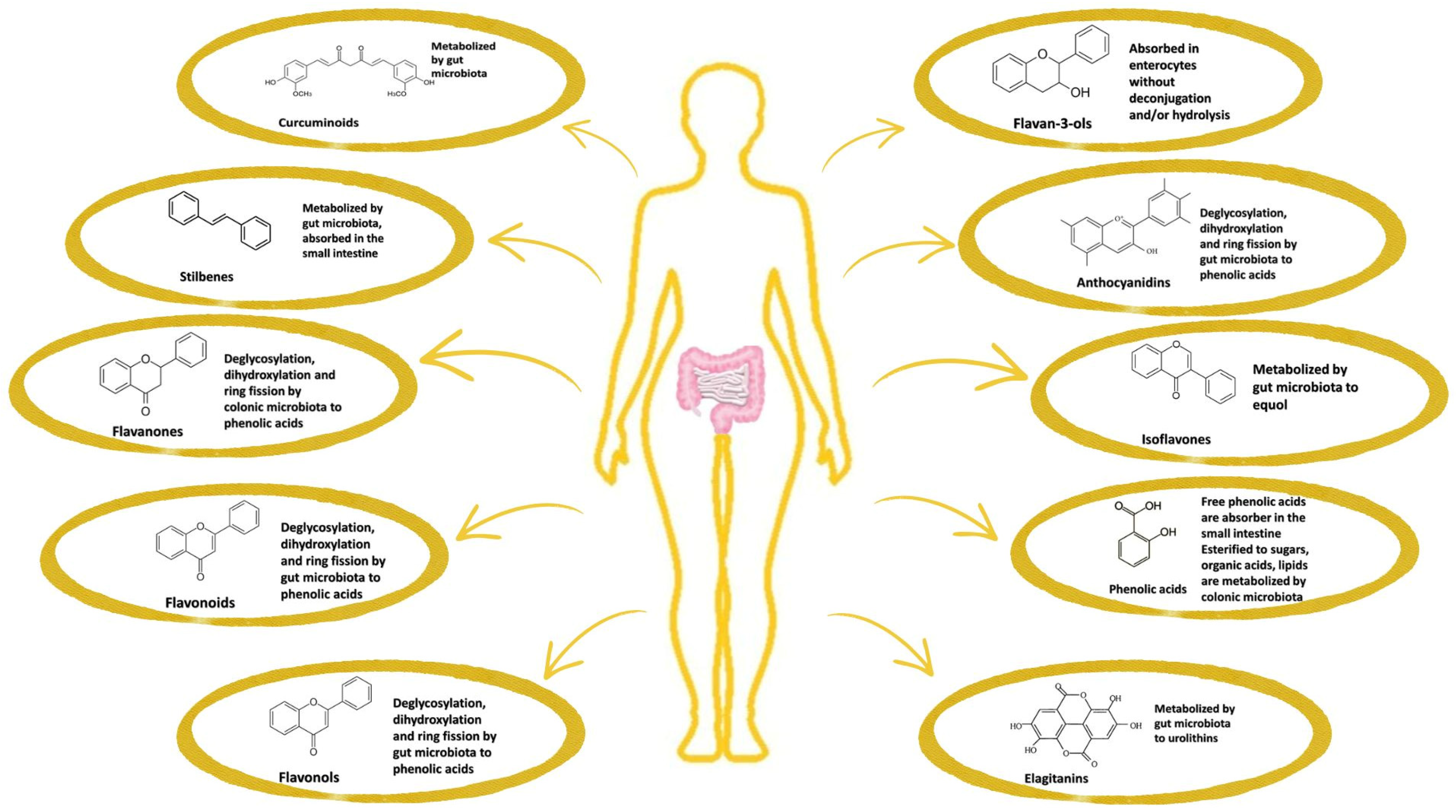 Nutrients 18 01018 g003 Nutrients 18 01018 g003
