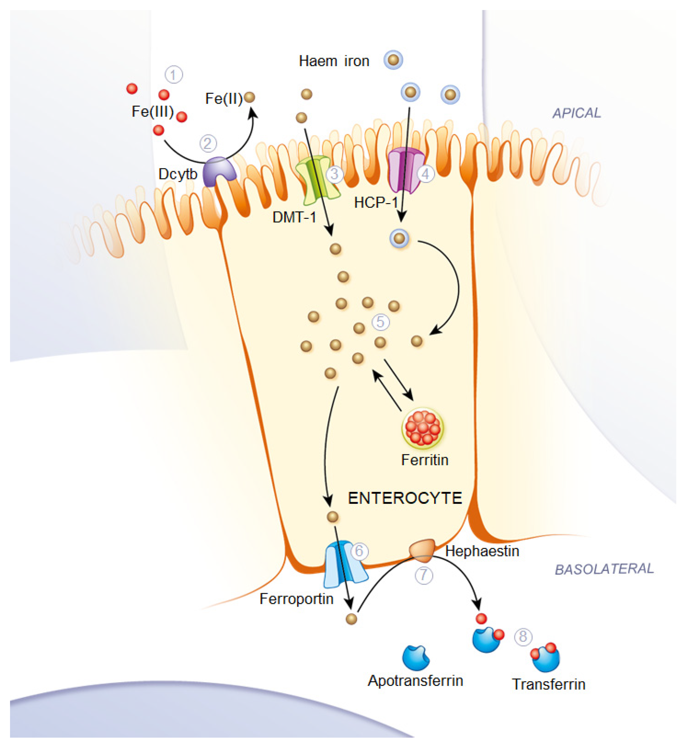 Nutrients 18 01102 g001 Nutrients 18 01102 g001