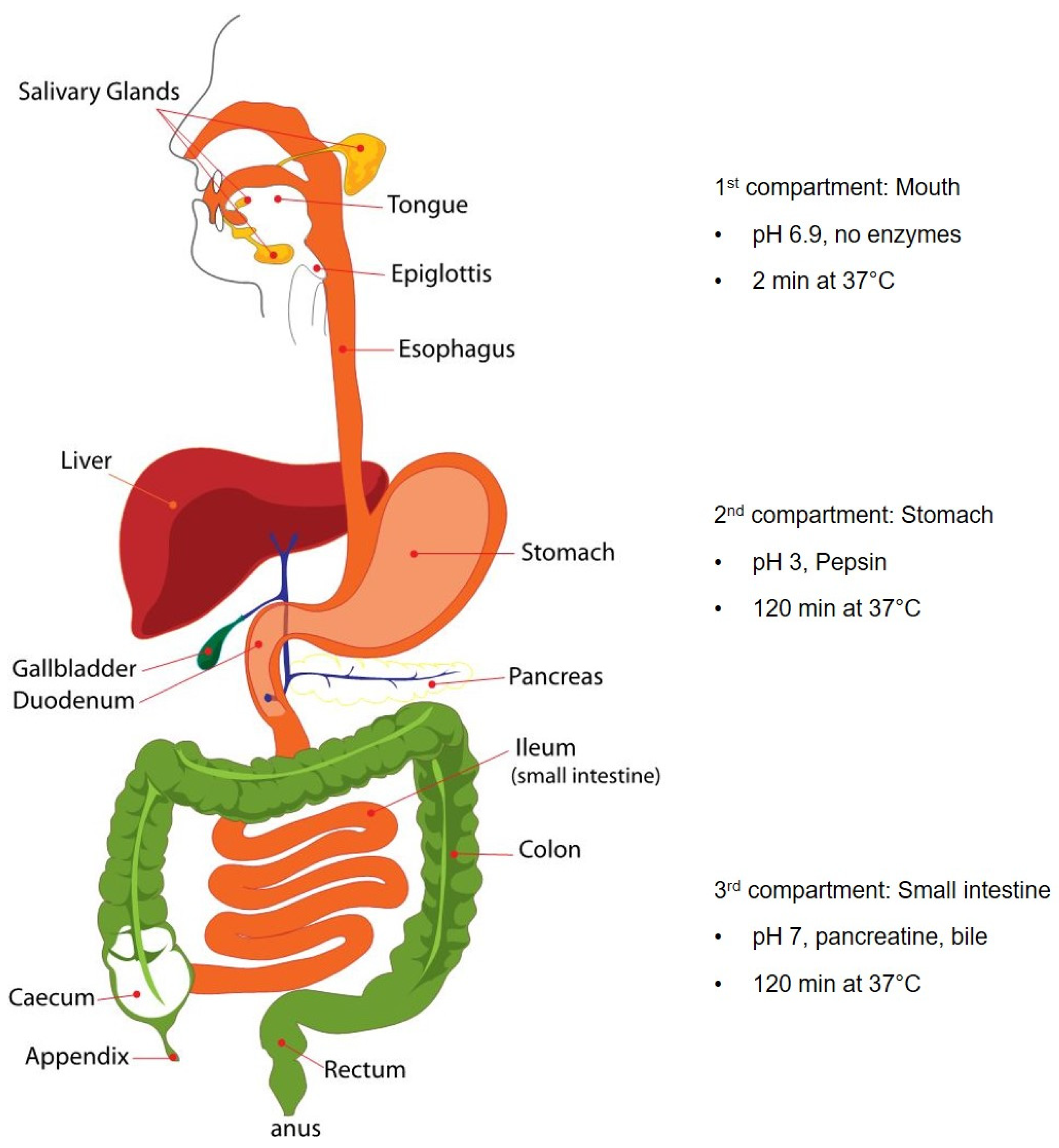 Nutrients 18 01102 g002 Nutrients 18 01102 g002