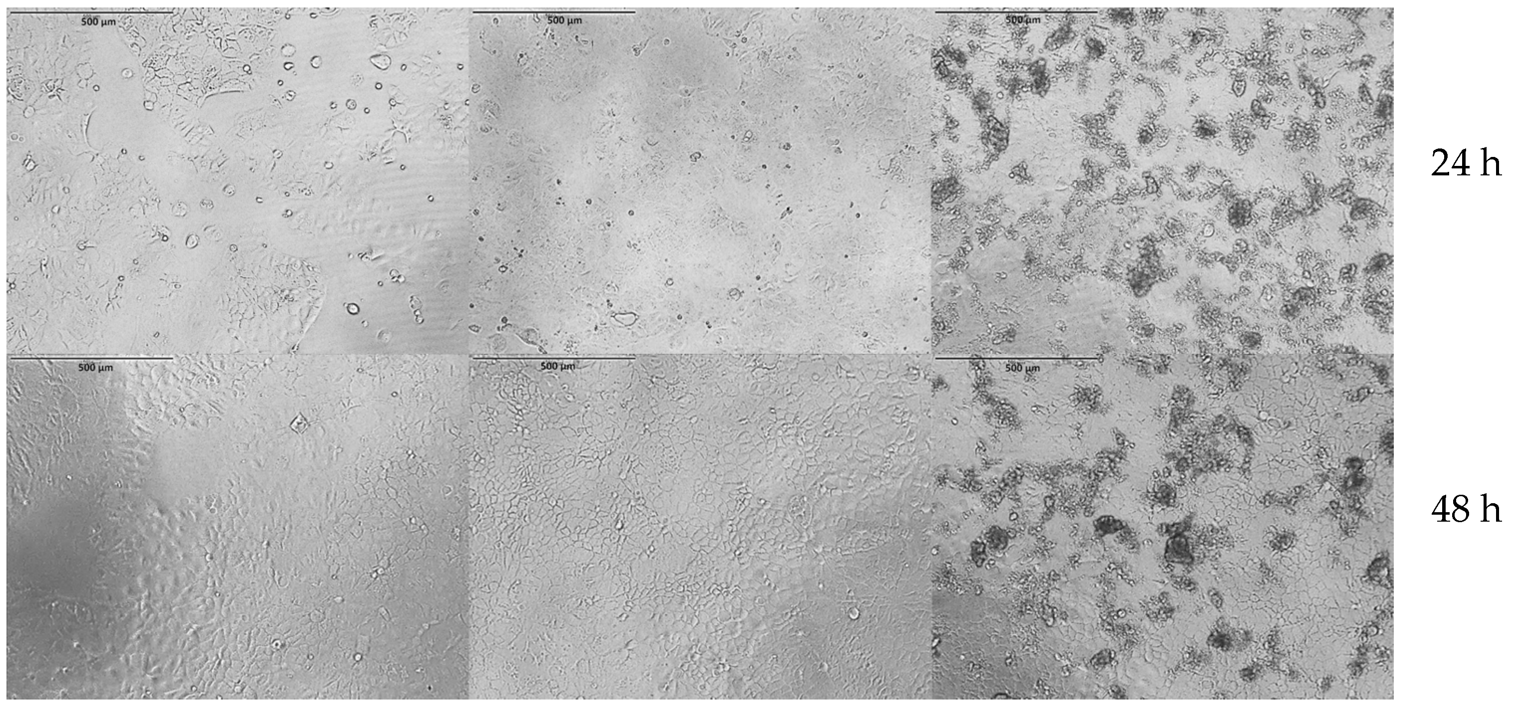Nutrients 18 01102 g008 Nutrients 18 01102 g008