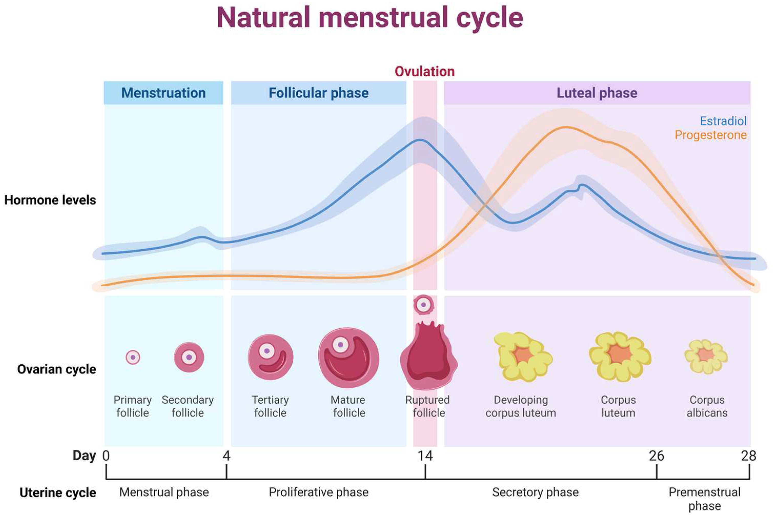 Nutrients 18 01144 g001