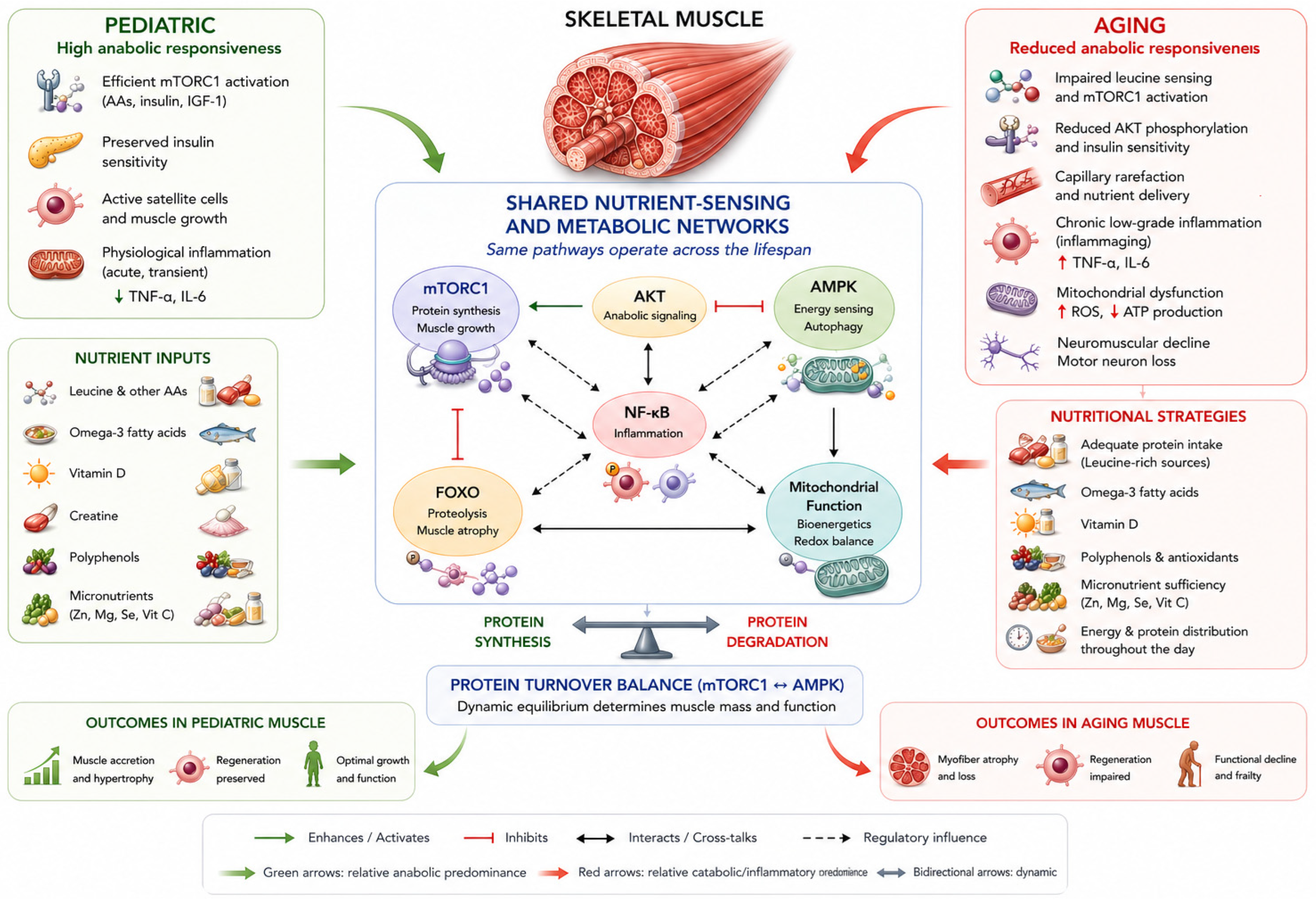 Nutrients 18 01437 g002