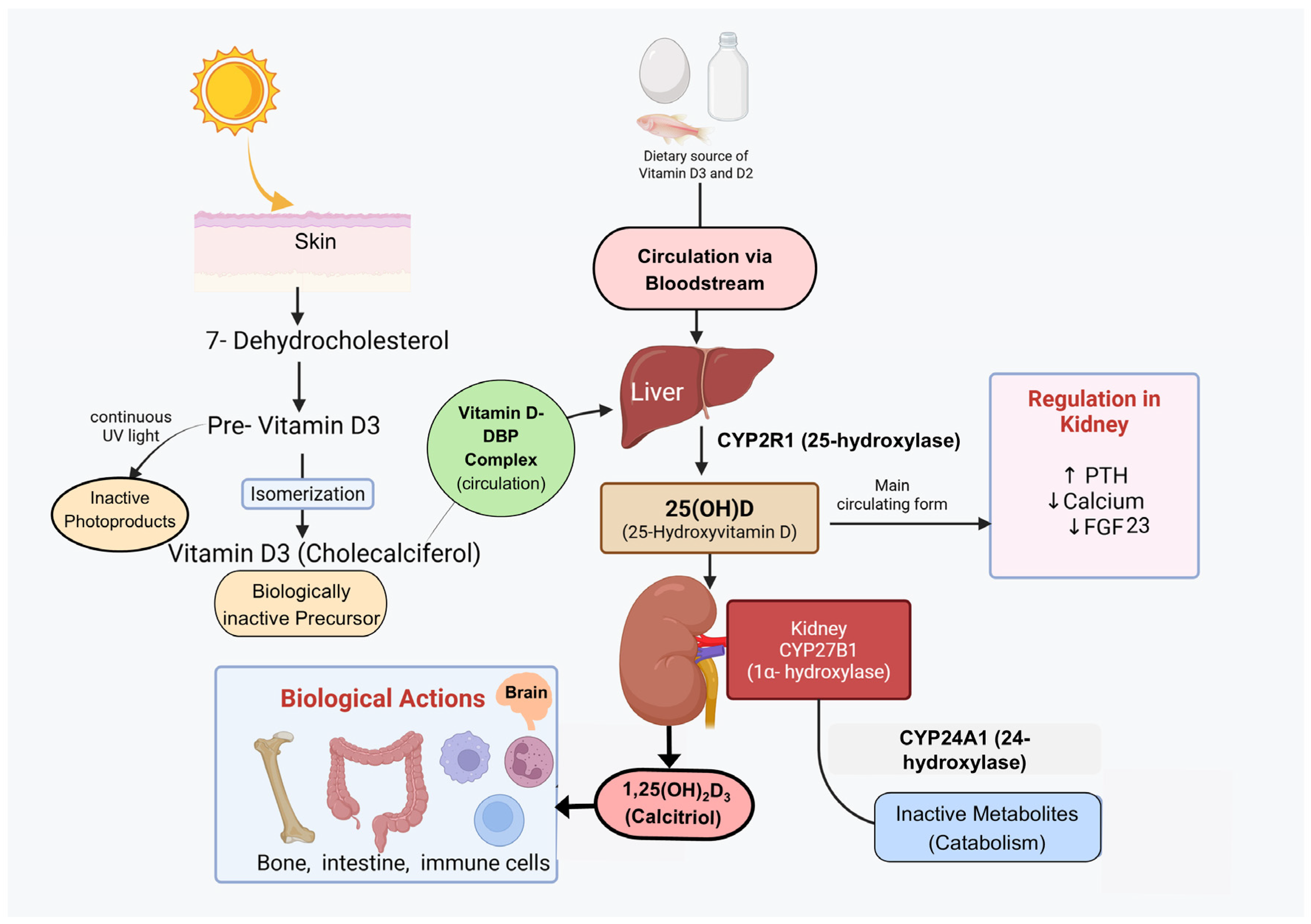 Nutrients 18 02082 g001 Nutrients 18 02082 g001