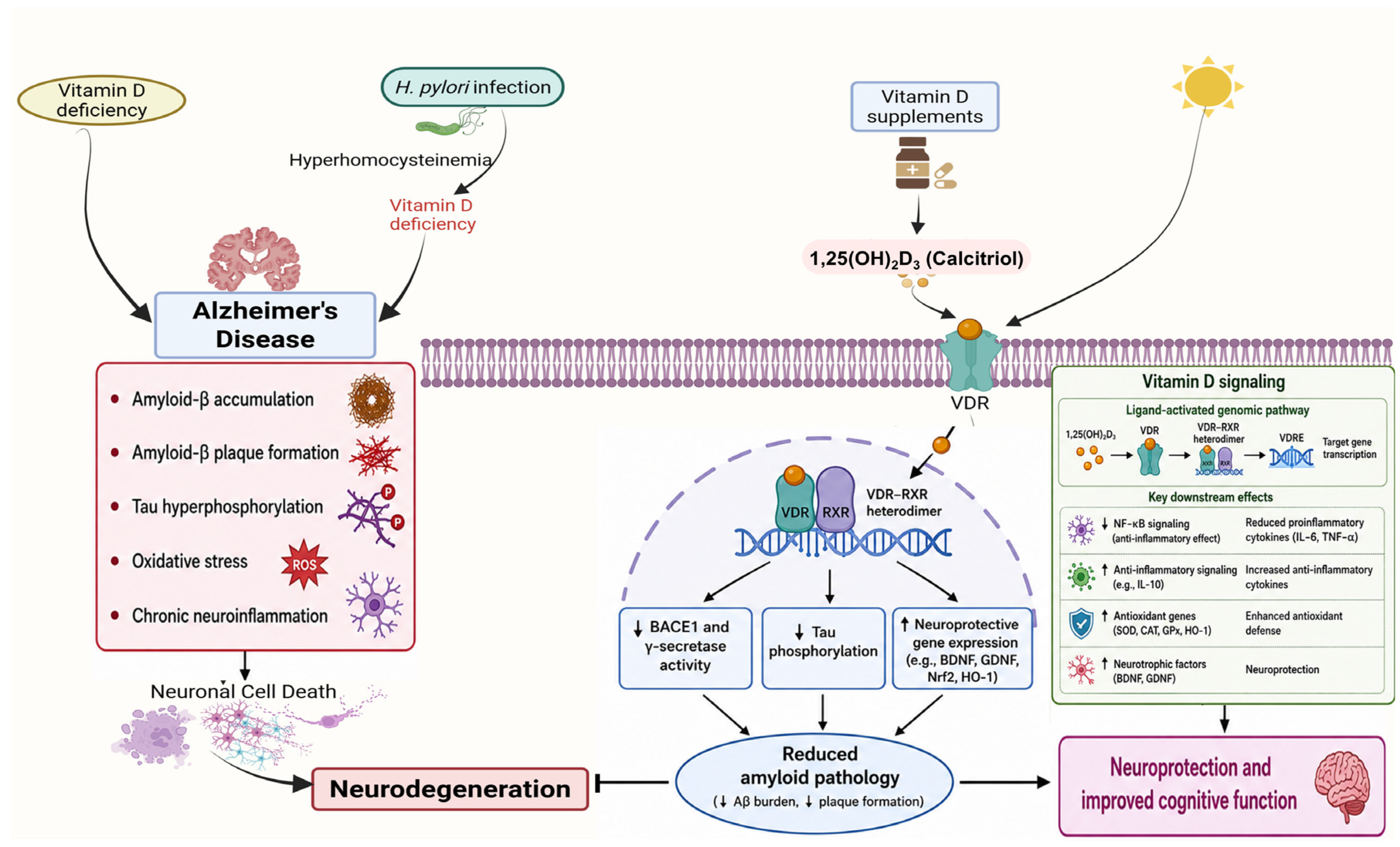 Nutrients 18 02082 g002 Nutrients 18 02082 g002